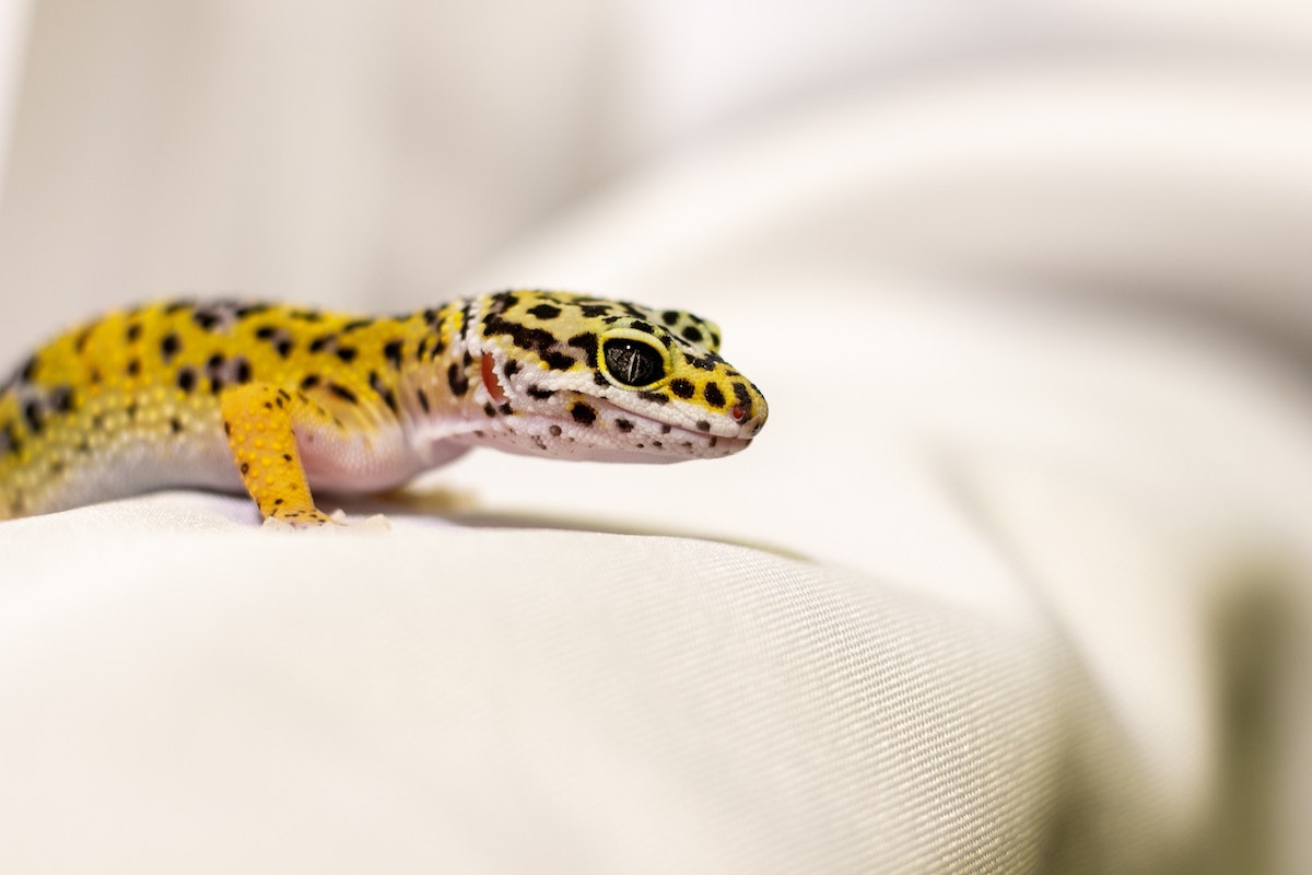 a yellow leopard gecko's side profile