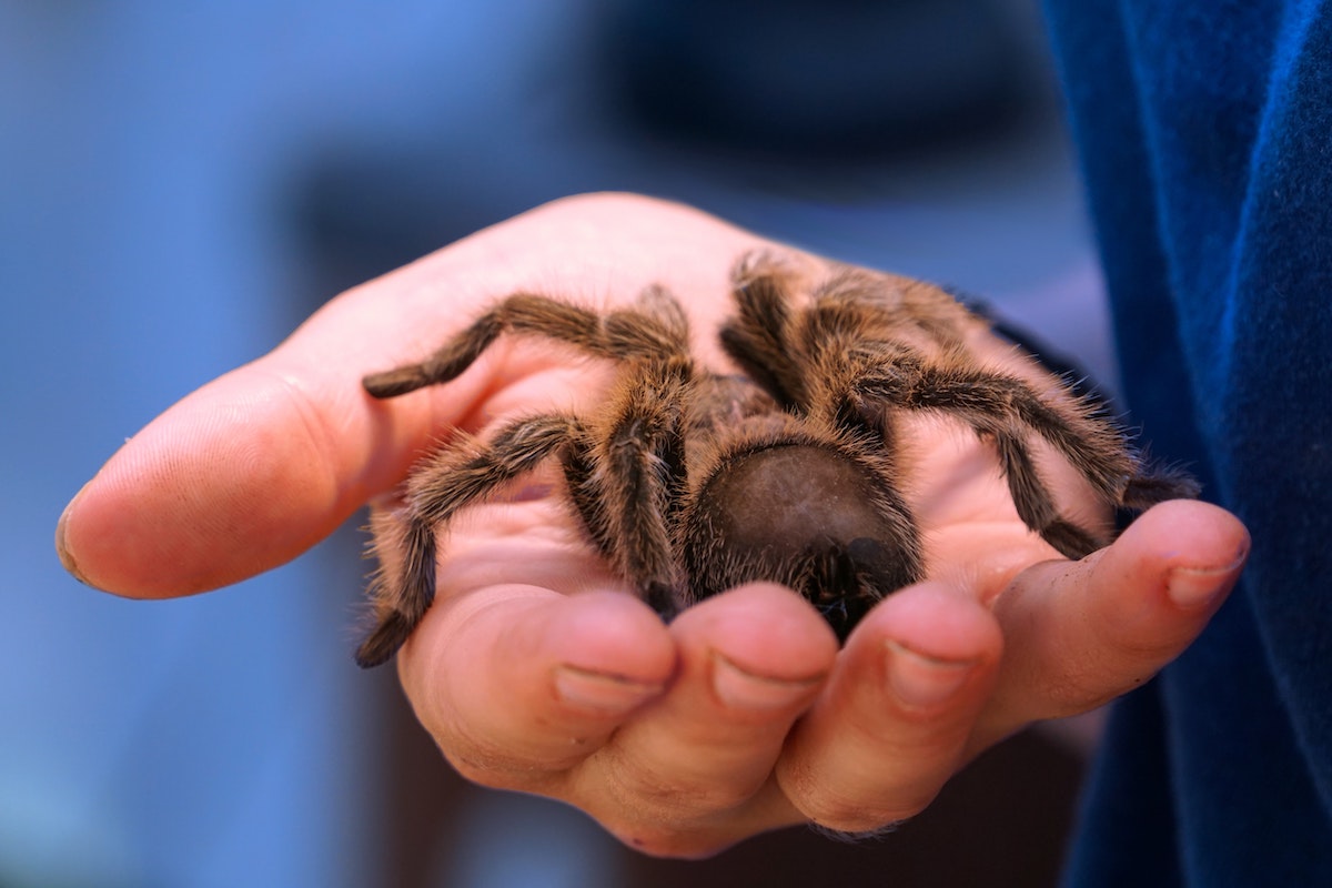 a person holds a palm-sized brown tarantula in their hand