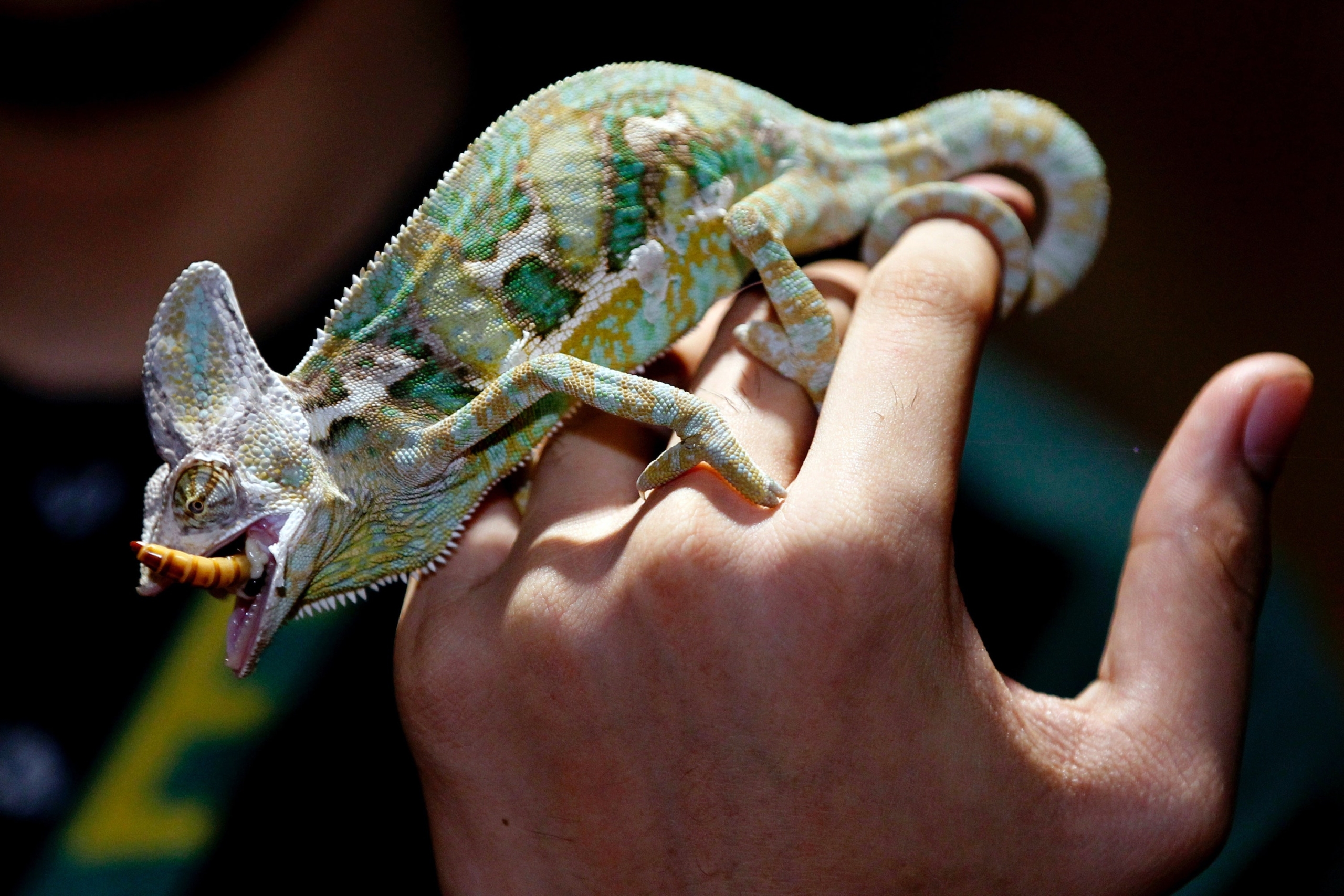 Pet chameleon standing on a hand and eating a bug