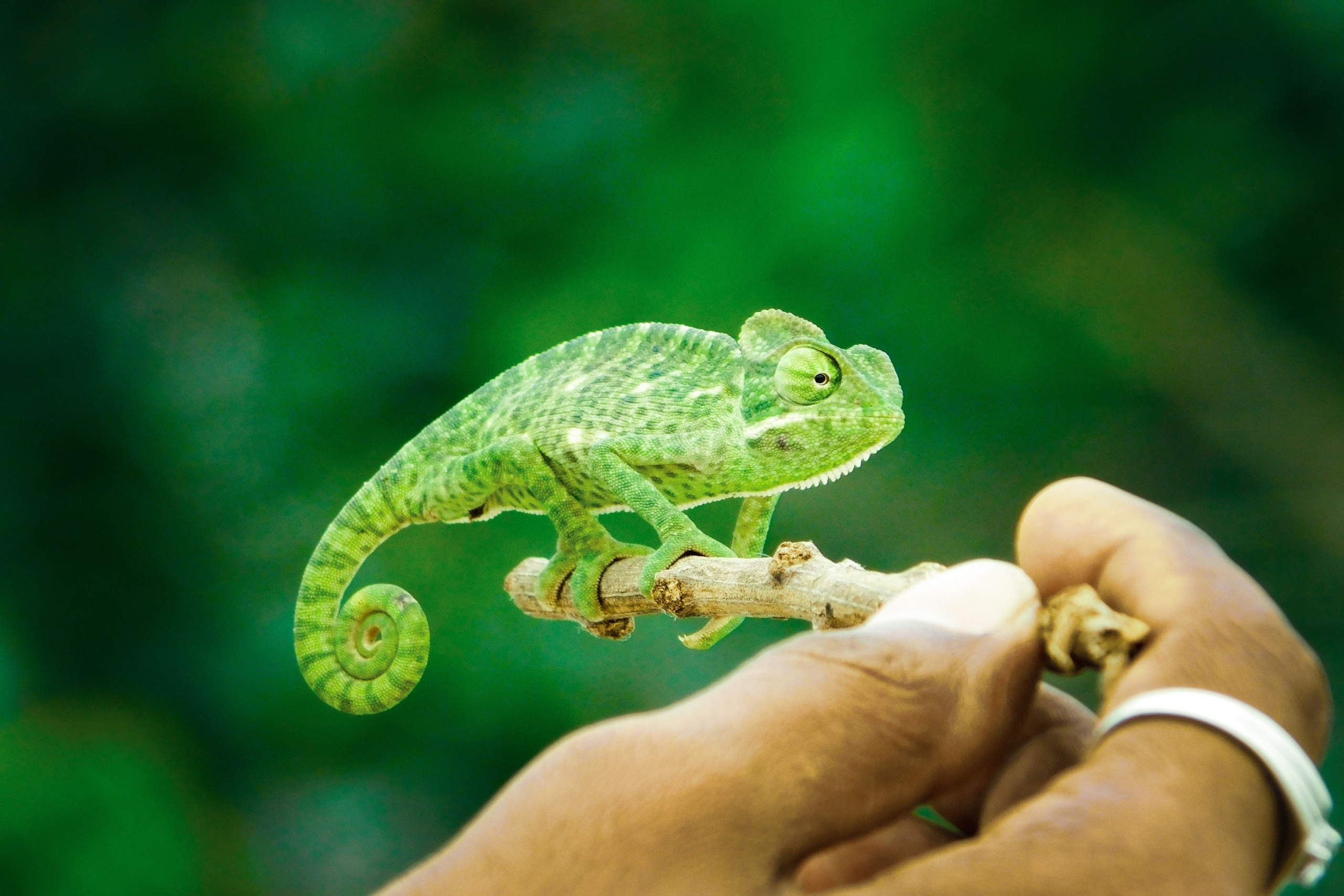 Pet chameleon clinging to a stick being held up by a human hand