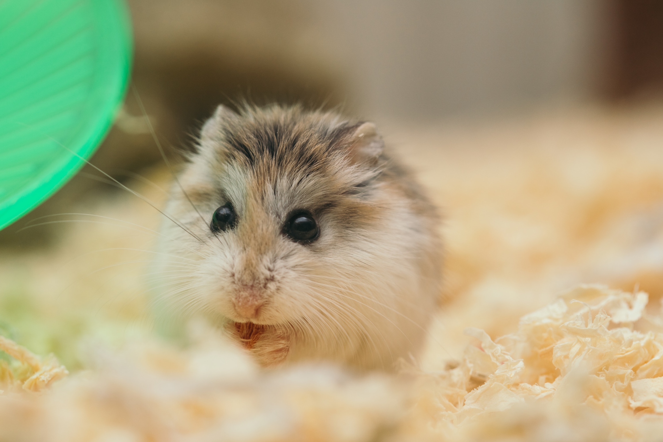 Hamster Sitting in Bedding