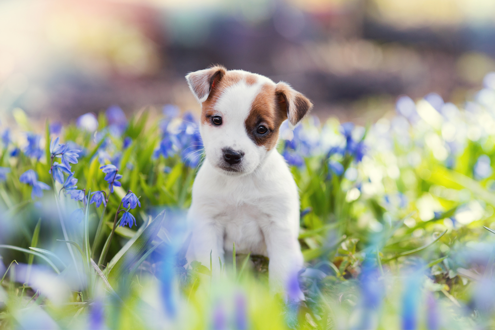 jack-russell-puppy-in-blue-flowers