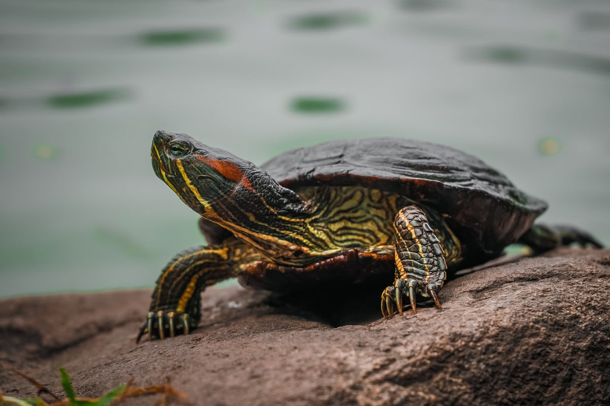 turtle-red-eared-slider