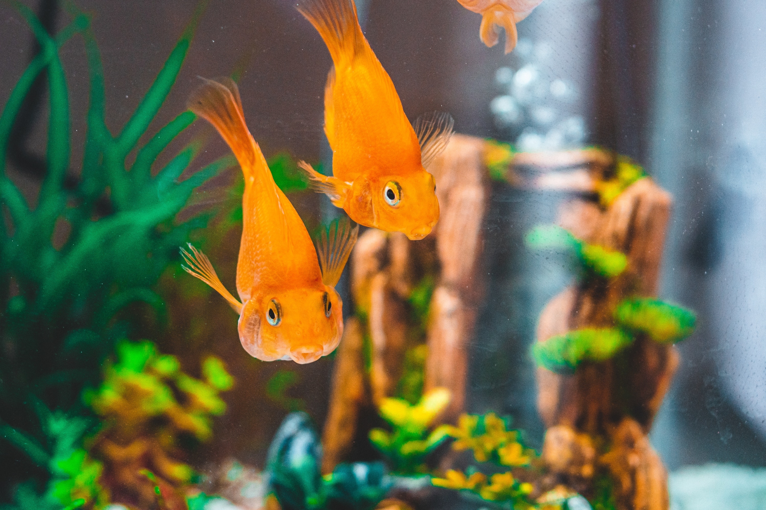 Two Goldfish Looking Out