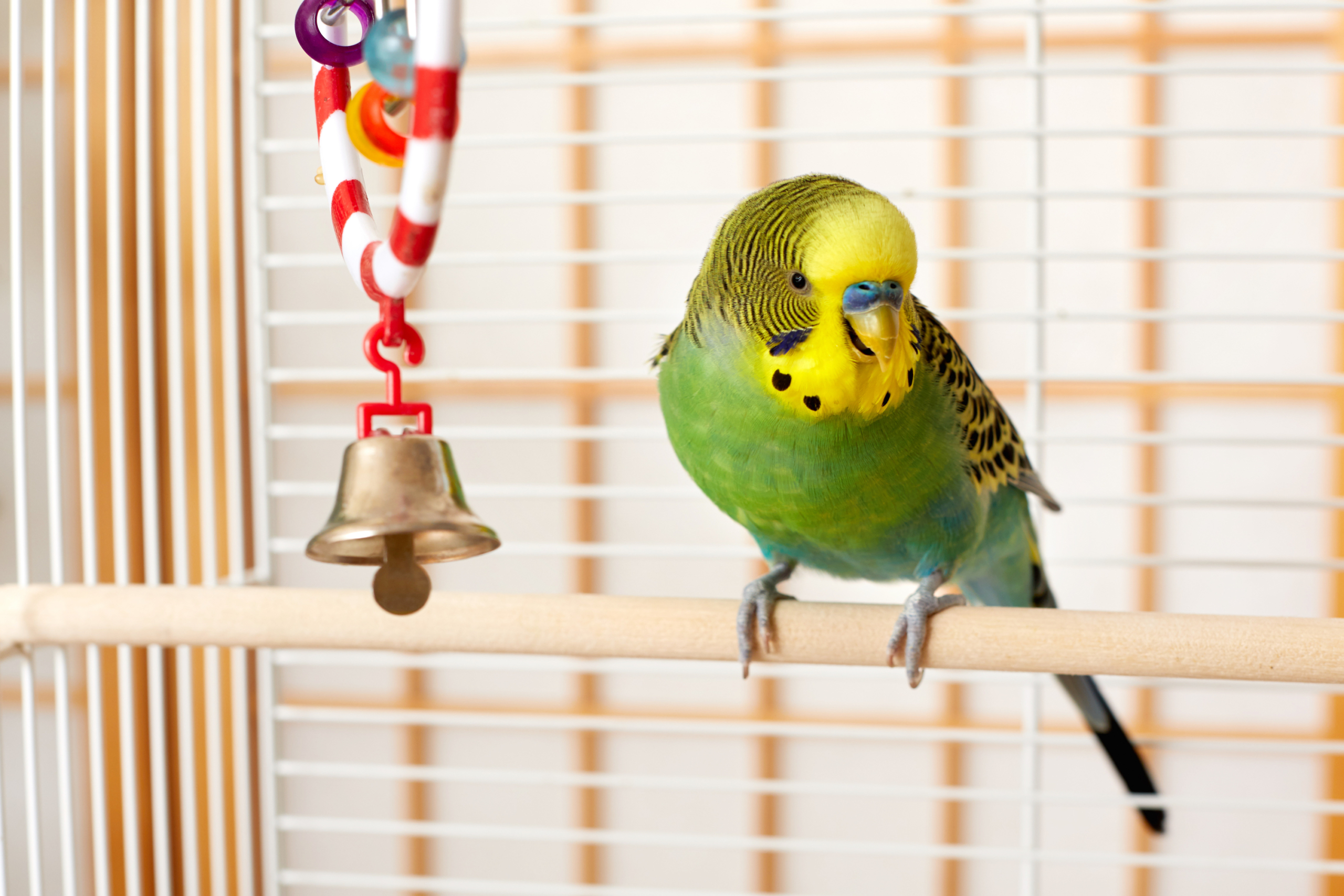 A budgie stands on his perch in a cage