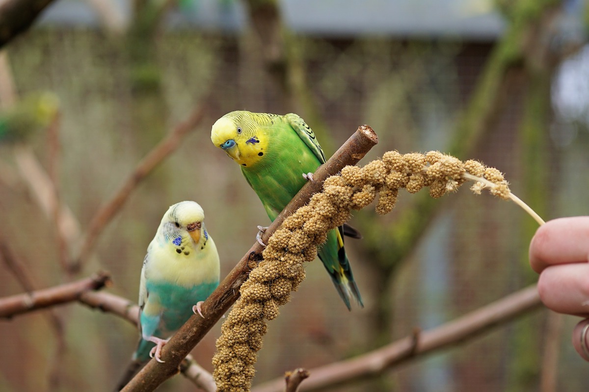 Parakeets eat seeds from a stalk