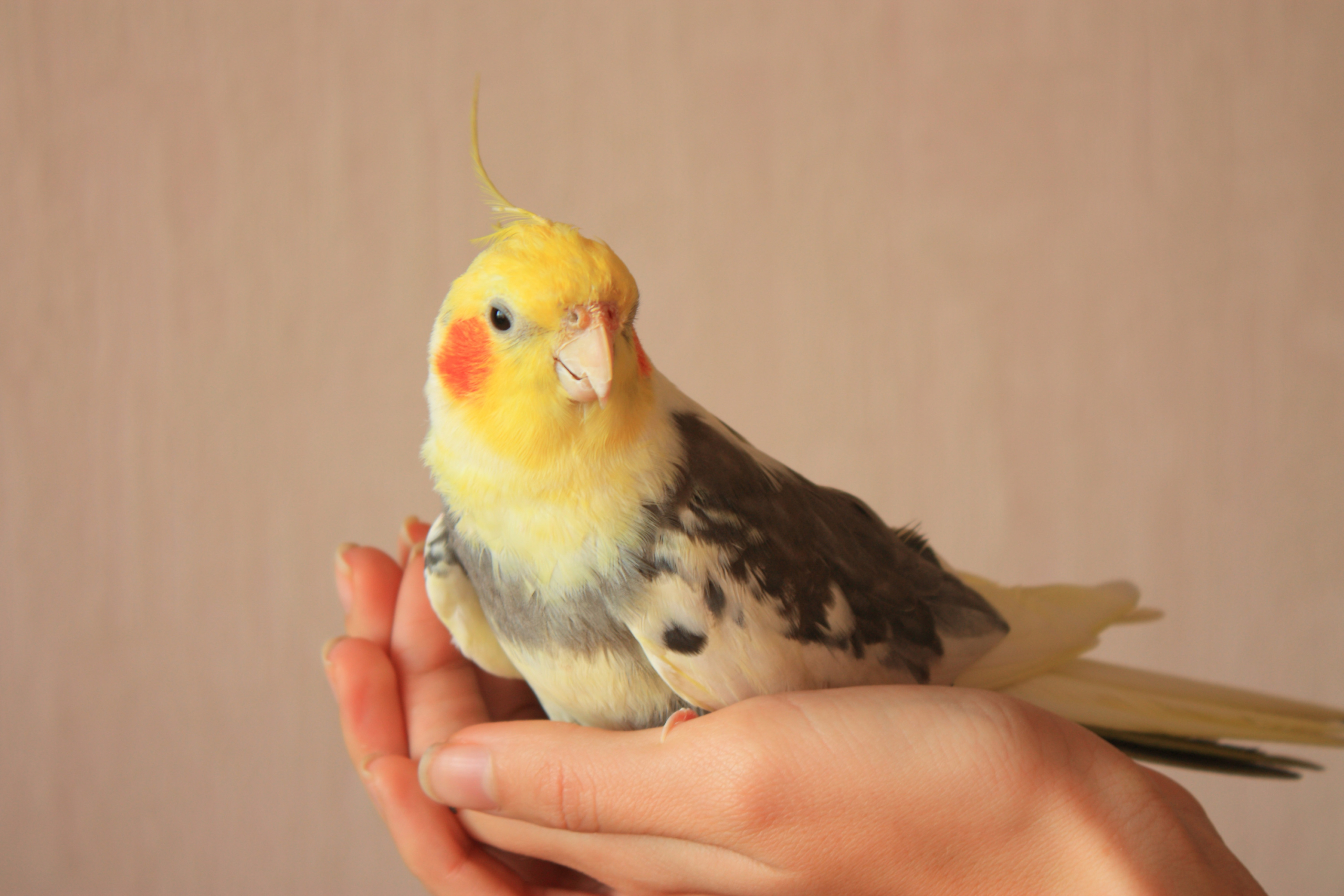Cockatiel sits in human hand