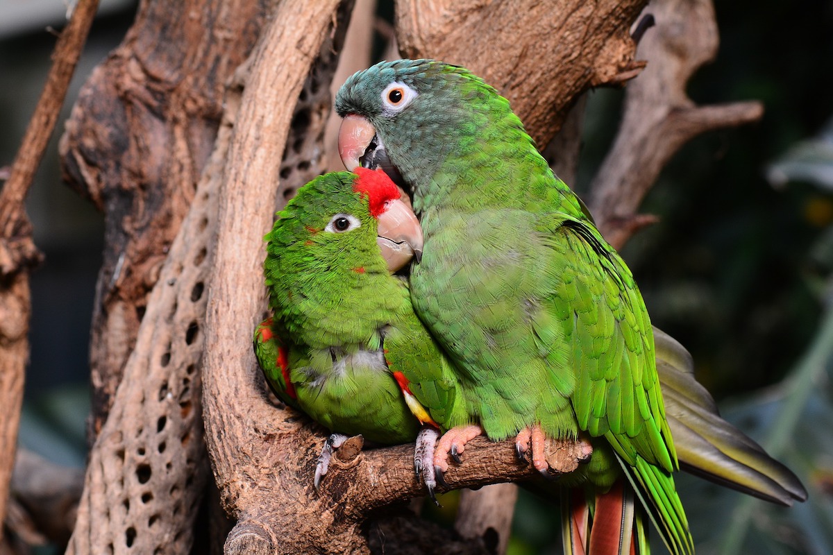 Two affectionate birds on a branch