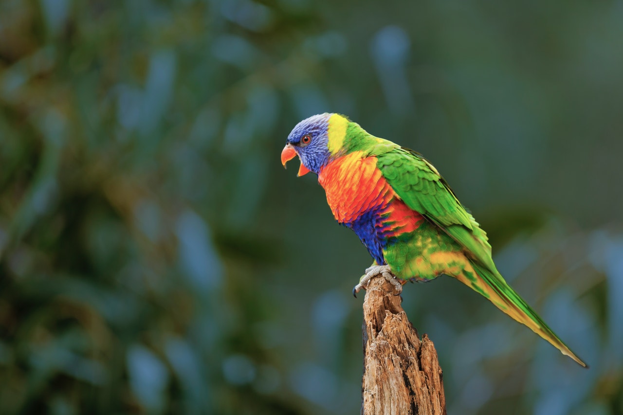 A rainbow lorikeet in elective focus.