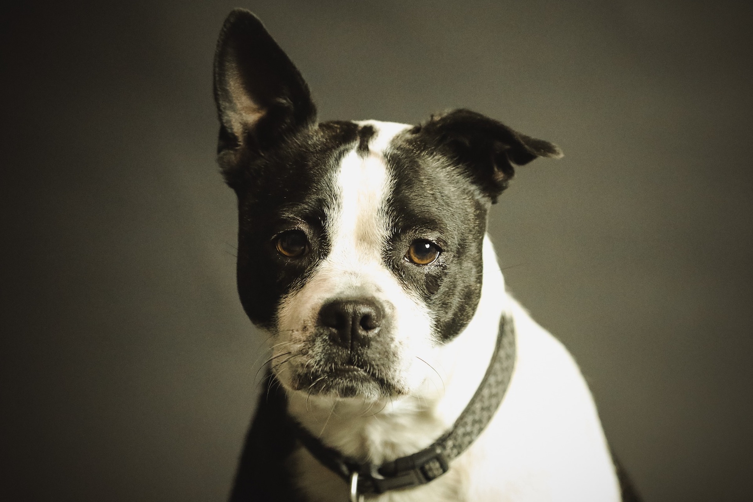 a black and white dog with one ear up and one down looks dramatically at the camera