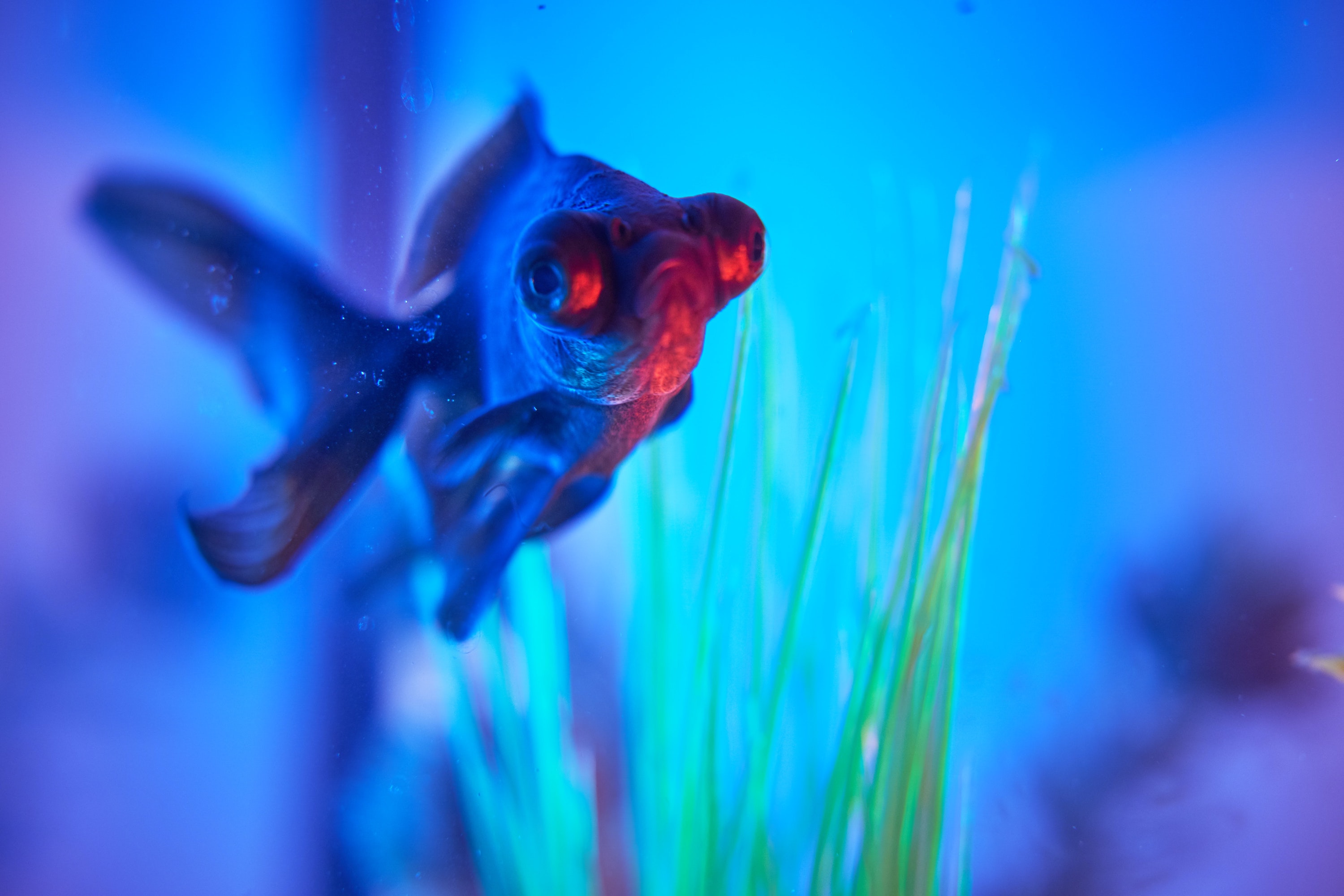 Fish in aquarium illuminated in blue light