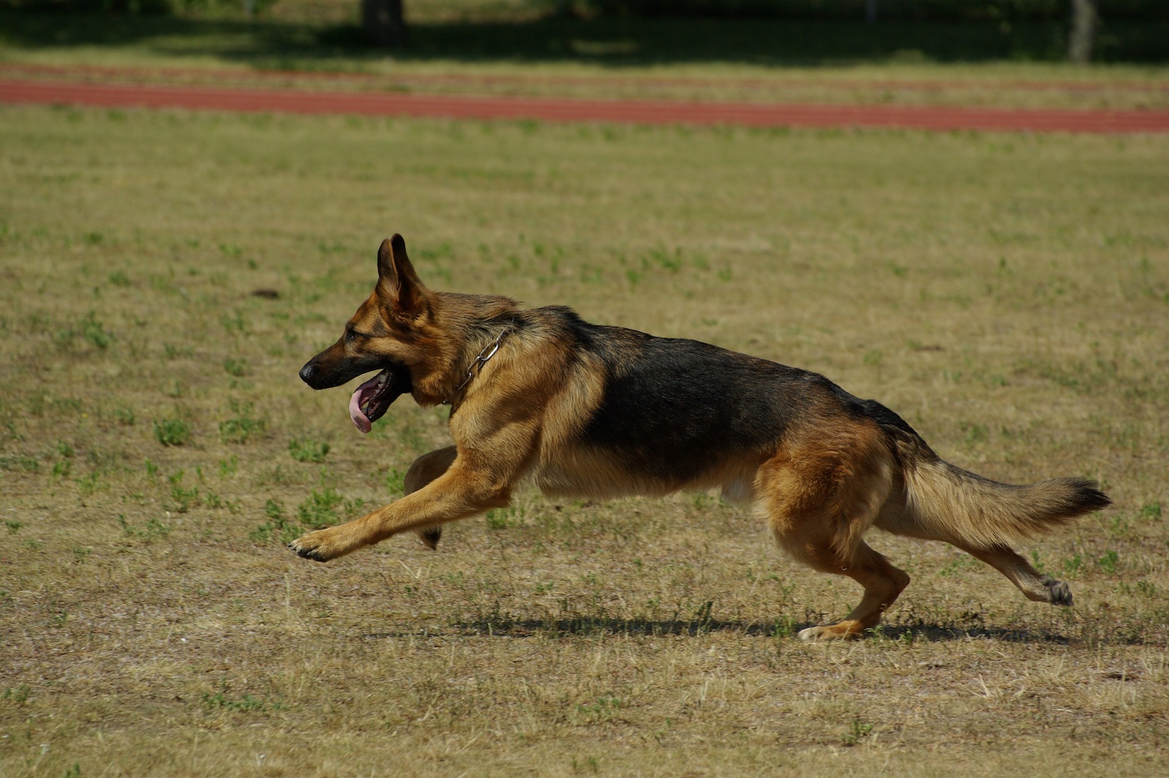 a german shepherd runs through a grassy field