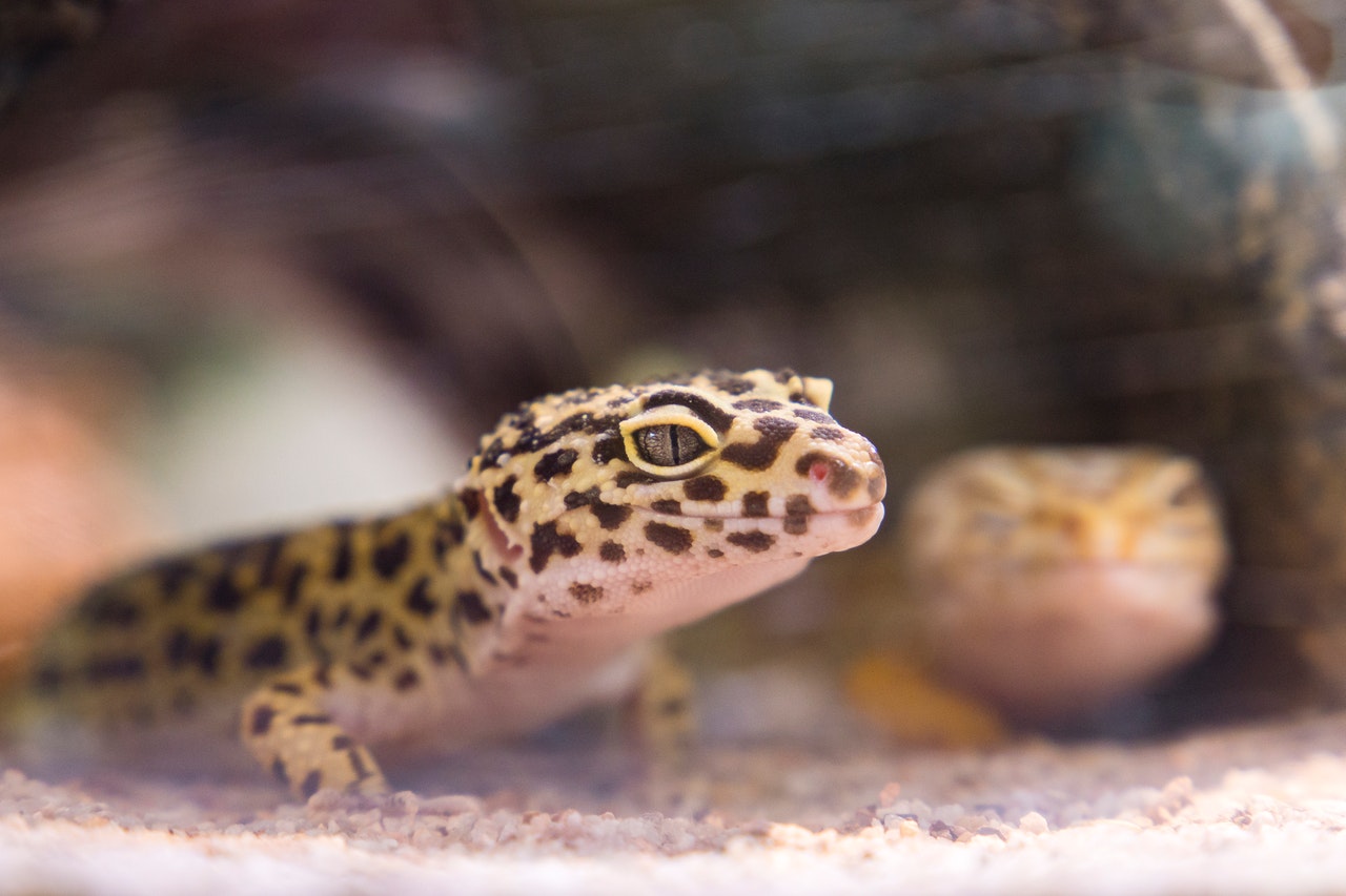 A leopard gecko in its enclosure.