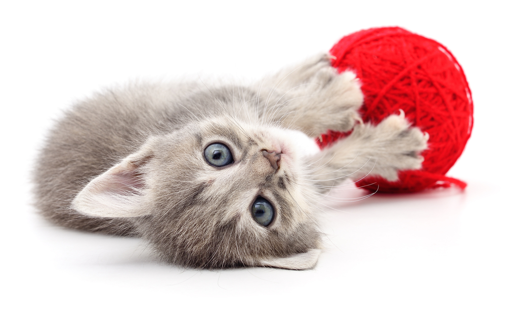 kitten with red ball of yarn