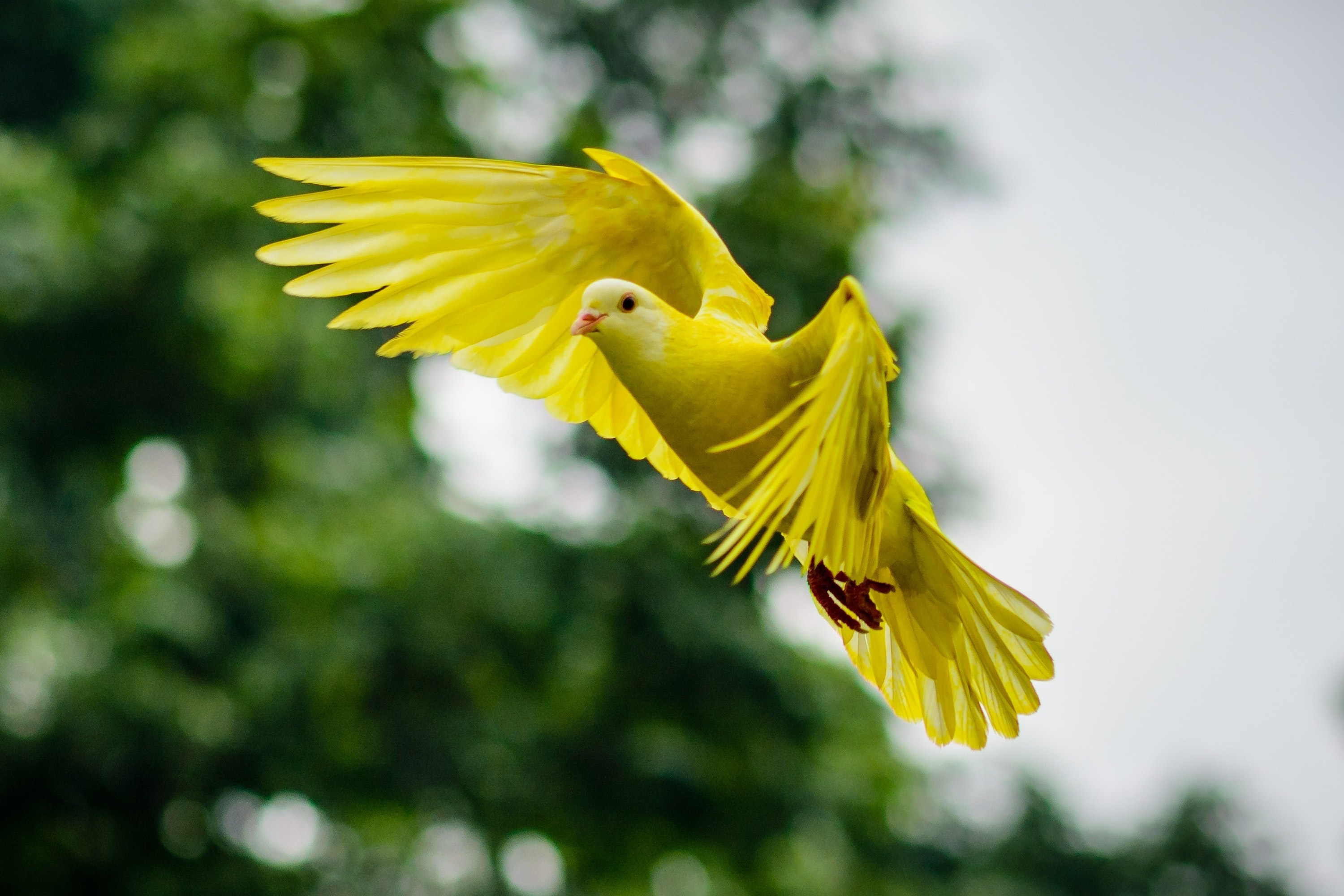 Yellow bird flies off toward trees