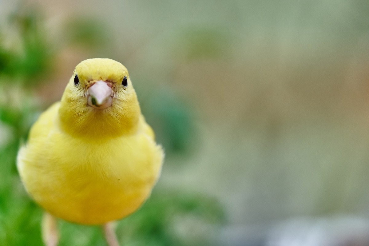 Canary looking into camera