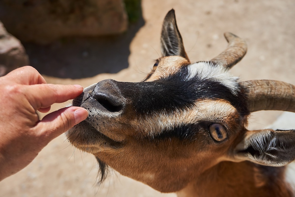 Person touches goat in zoo