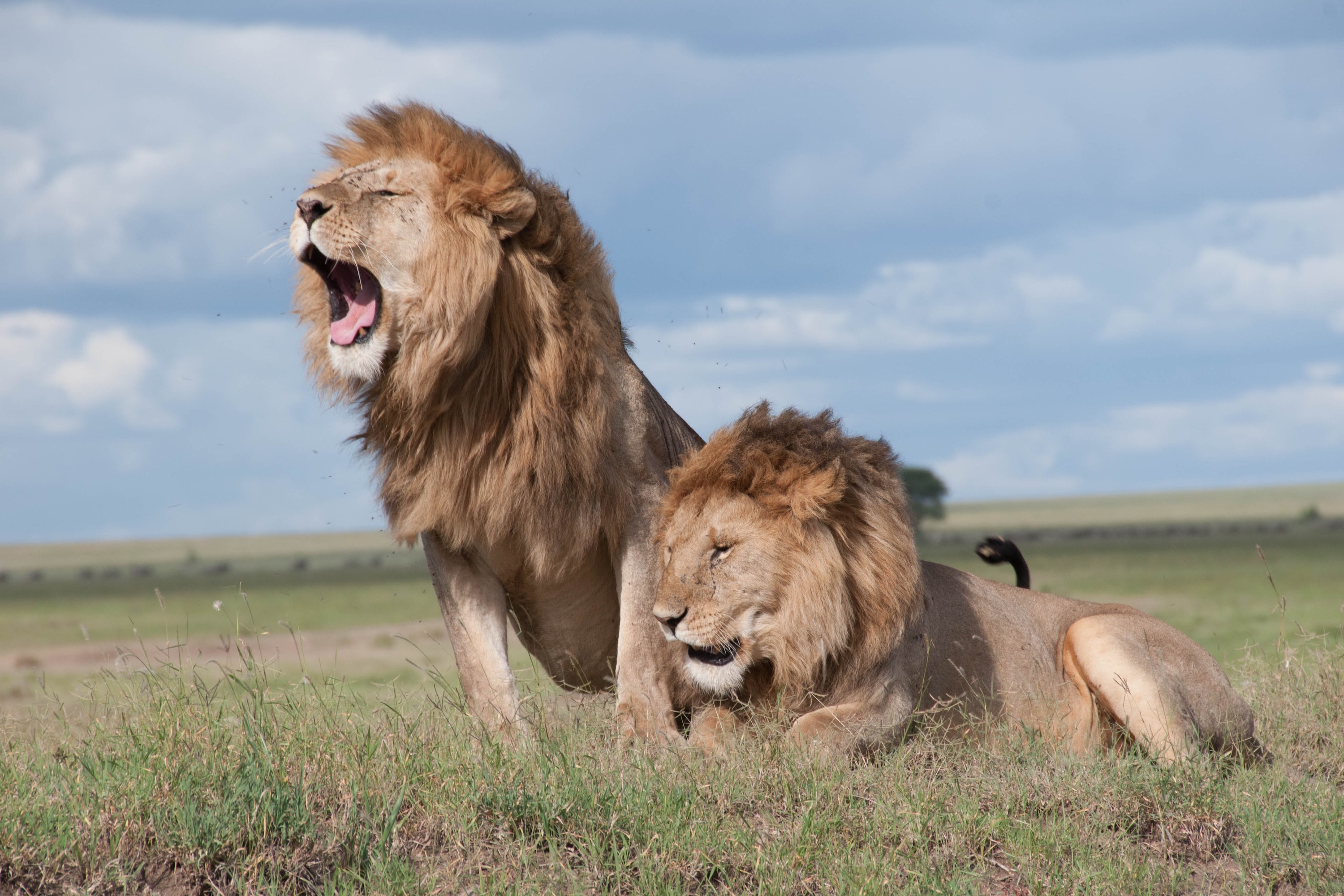Lions in the wild