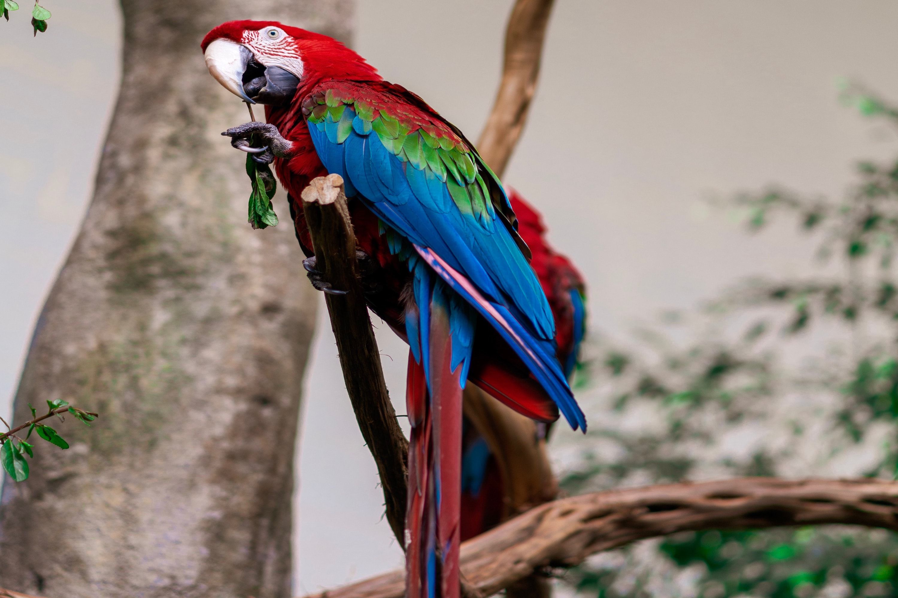 Parrot perches in a tree