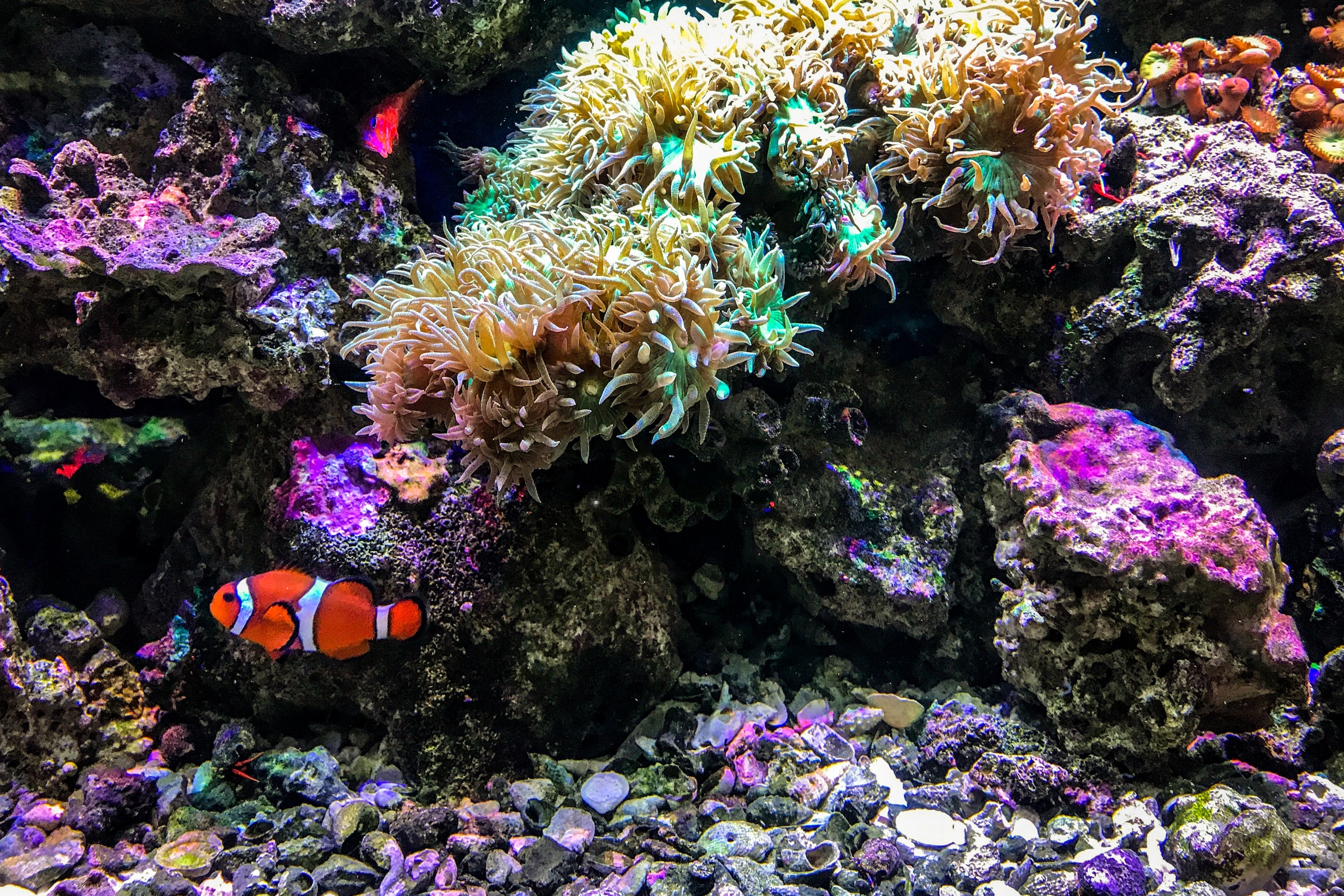 how to reduce nitrates in aquariums aquarium coral clown fish