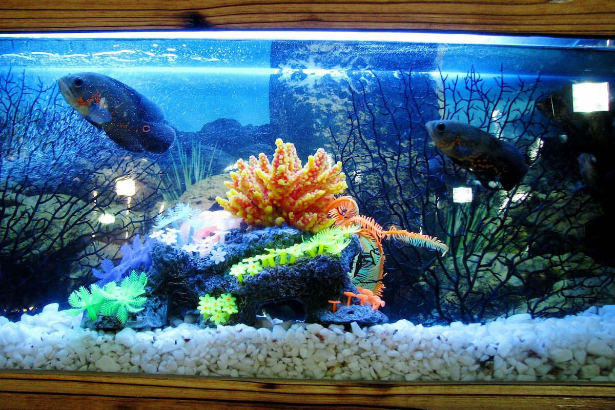 Brightly lit aquarium with fish and coral