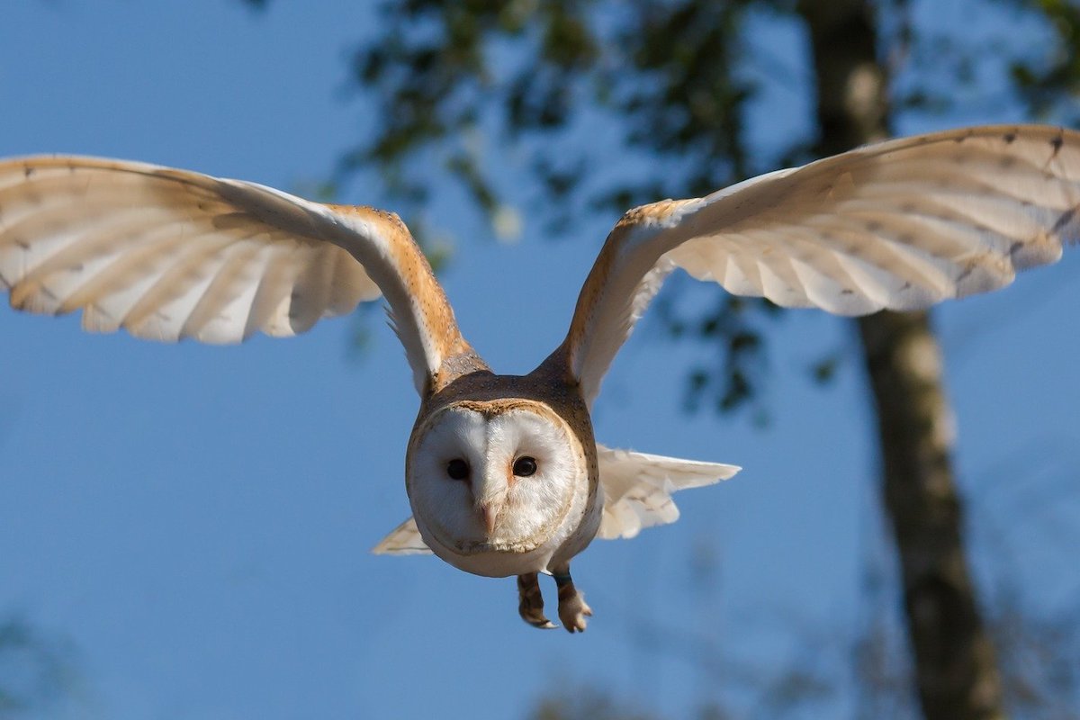 Owl flies through the sky during the day