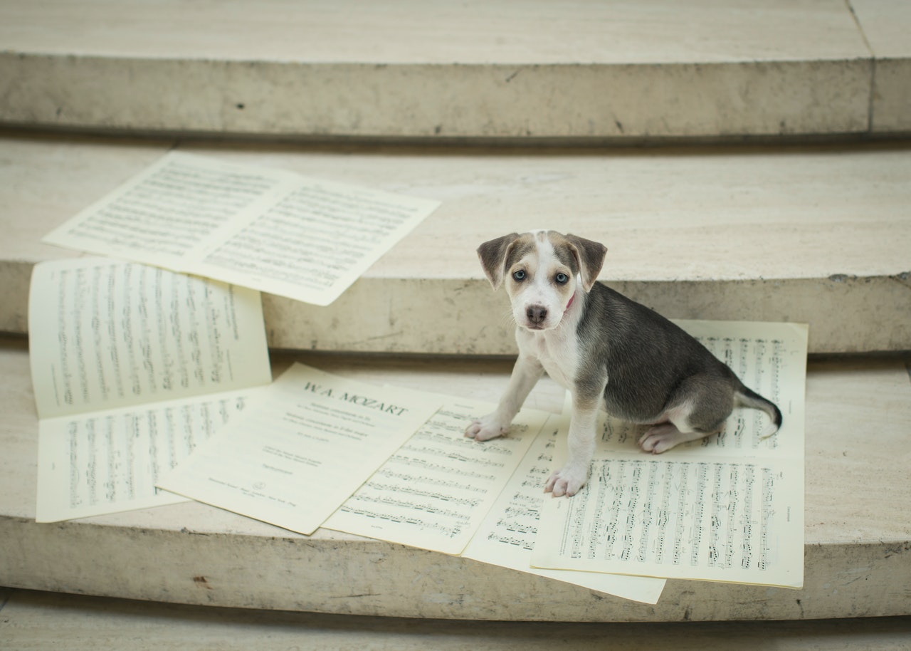 A blue-eyed mixed-breed puppy sitting on sheet music.
