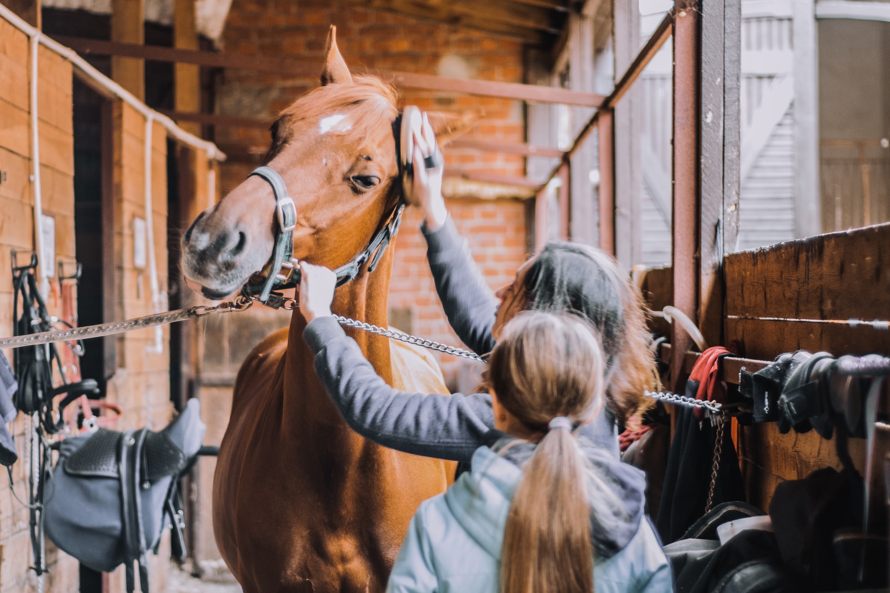 Two women groom a horse