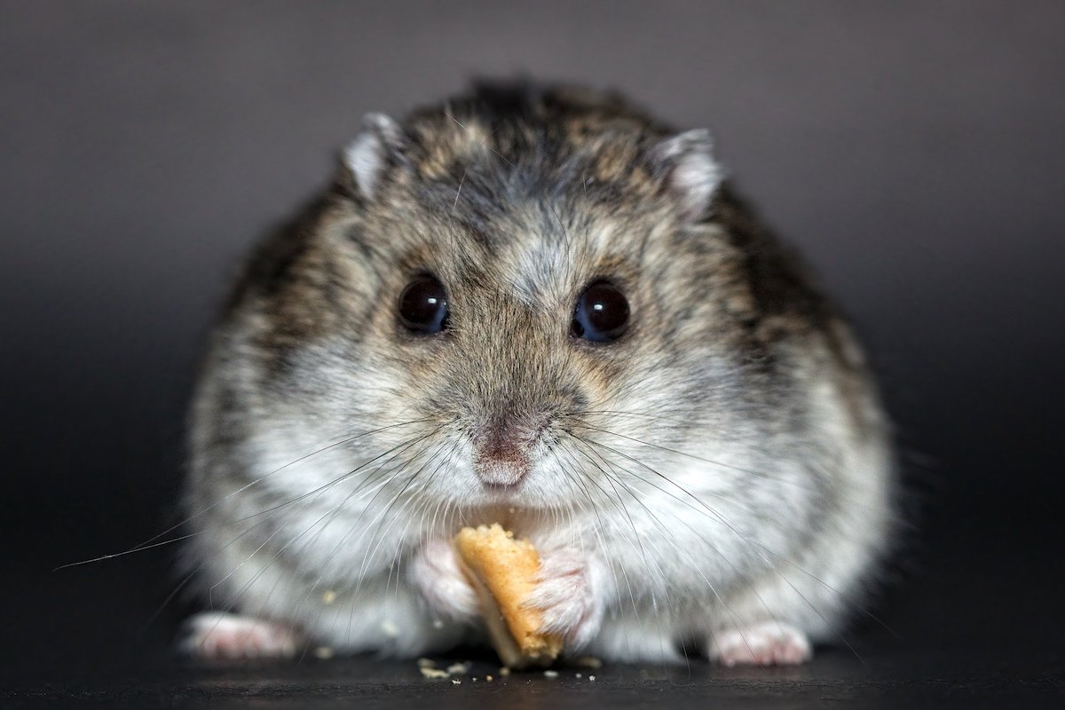 Hamster snacking on a small cracker