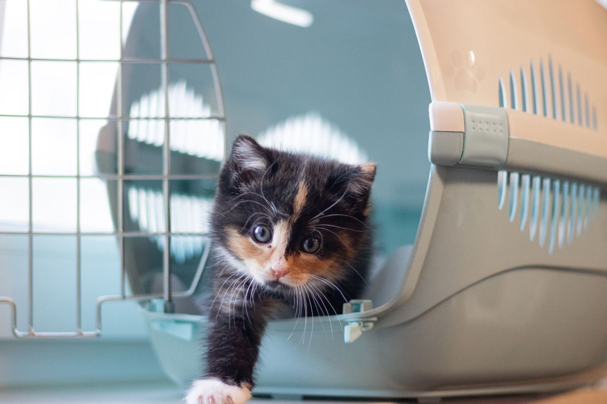 Kitten in carrier.