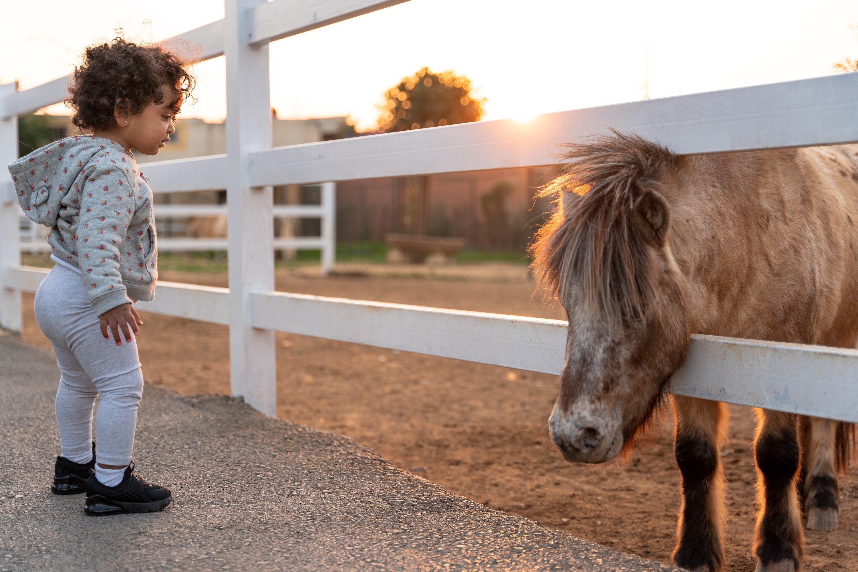 Little girl looks at miniature horse