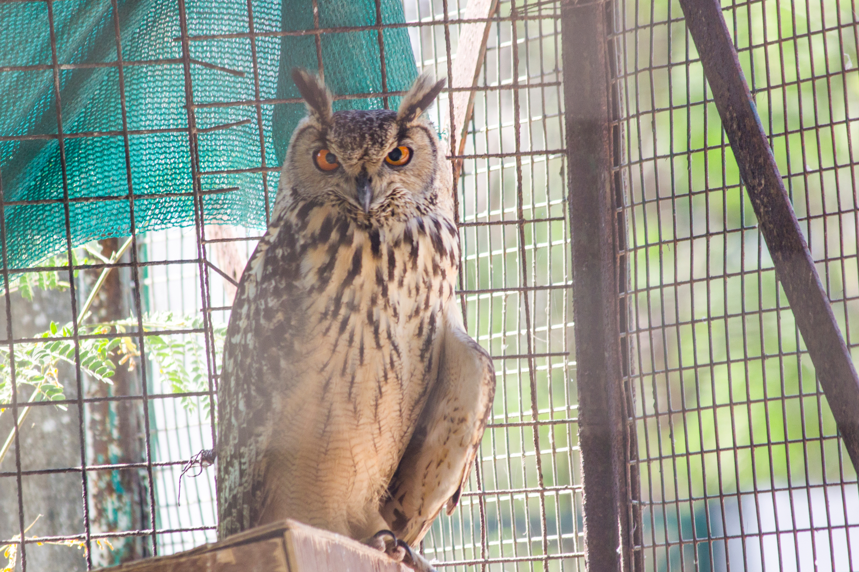 Owl sits in his outdoor aviary