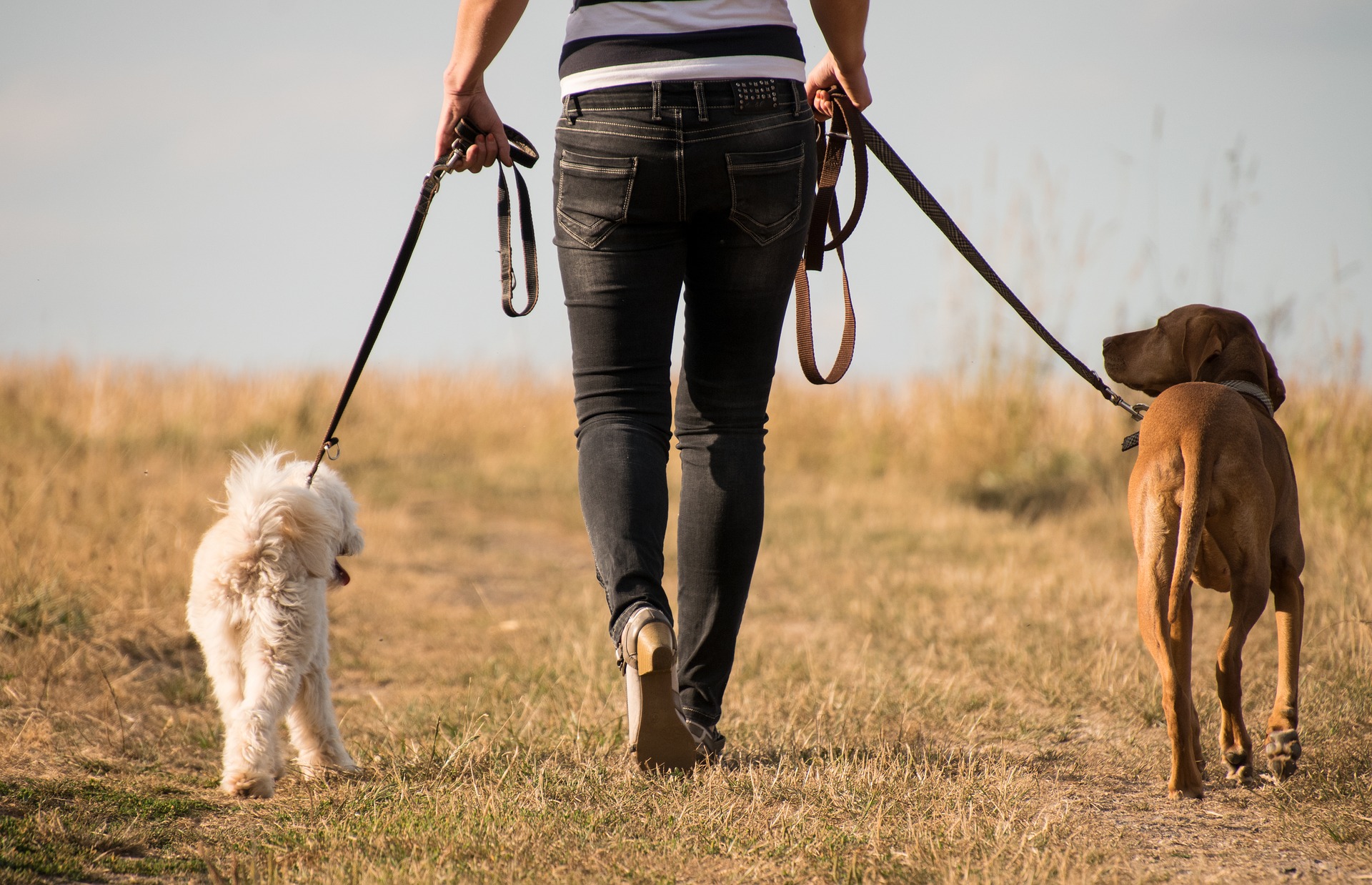 Person walking two dogs on leashes down a trail