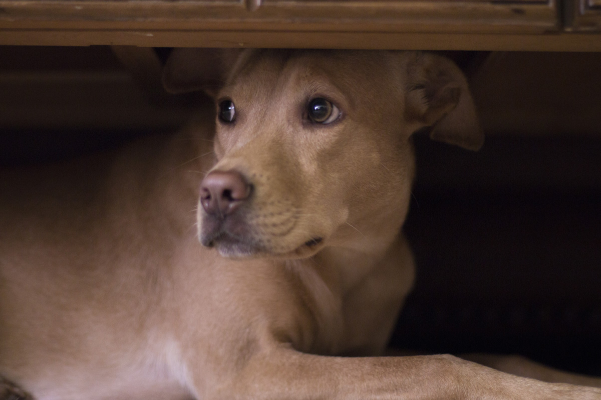 Scared dog hiding under furniture.
