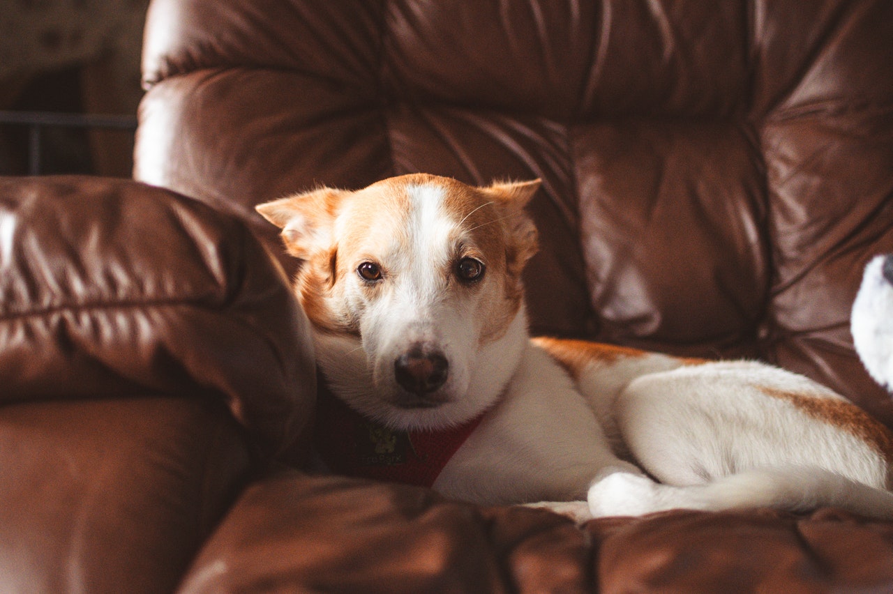 A tan and white mixed-breed dog in a brown leather chair.