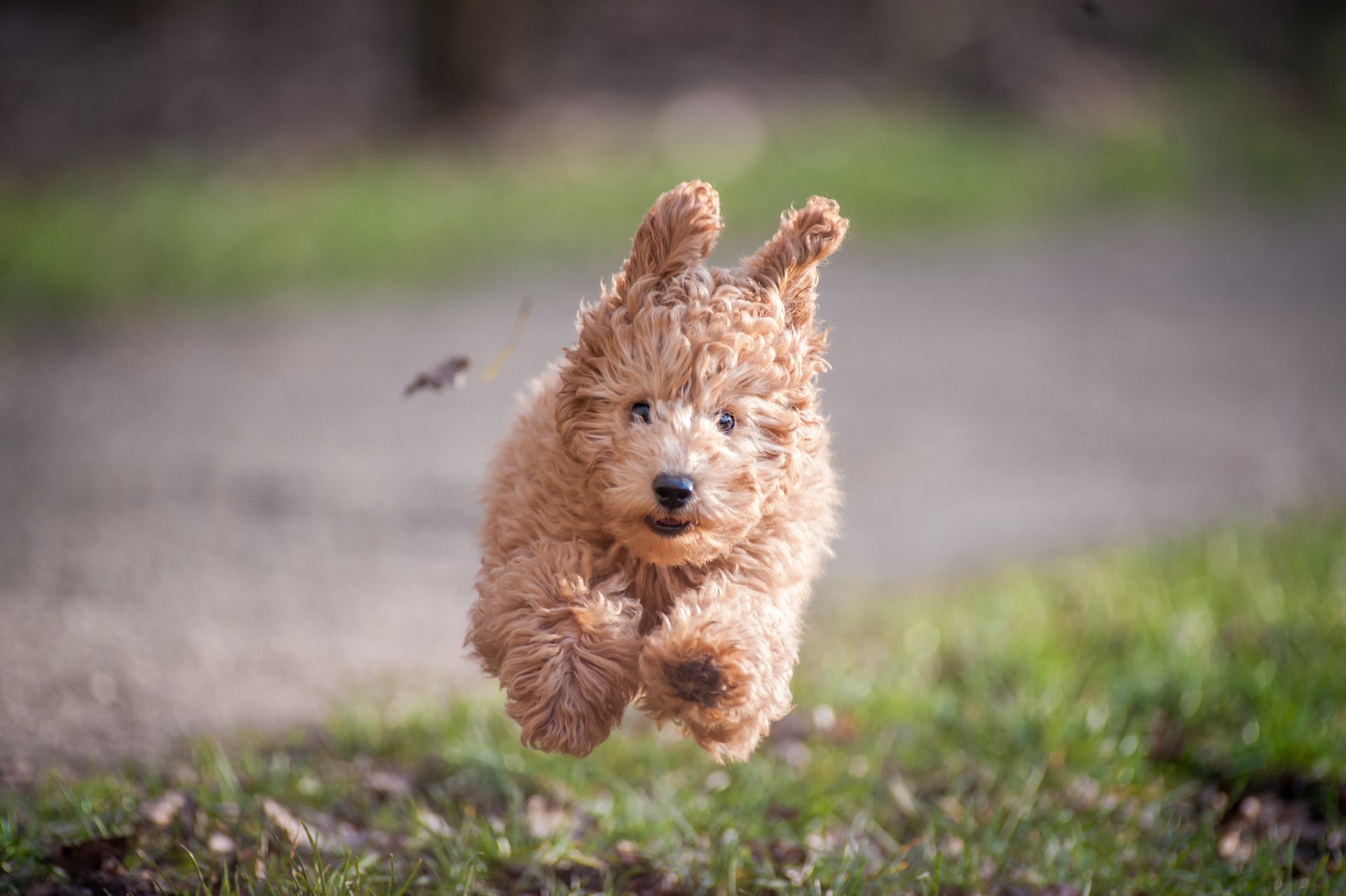 carmel poodle running ears up