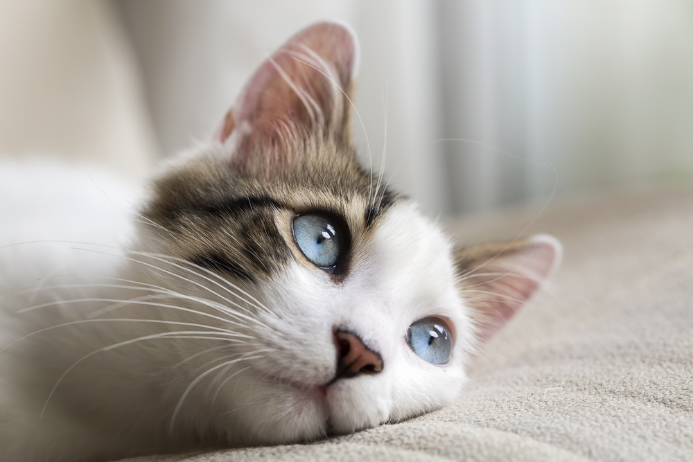 A blue-eyed white cat with a striped patch lying on a beige sofa.