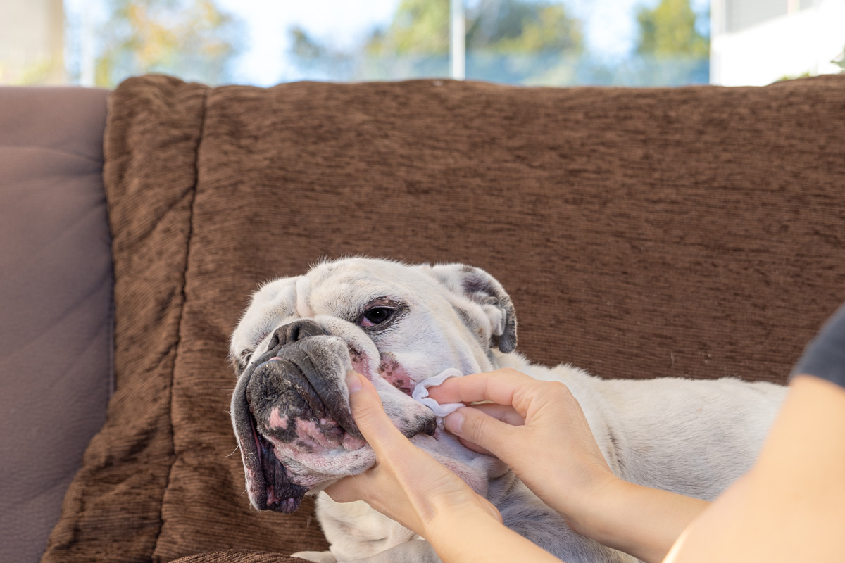 Wiping a bulldog's facial wrinkles.
