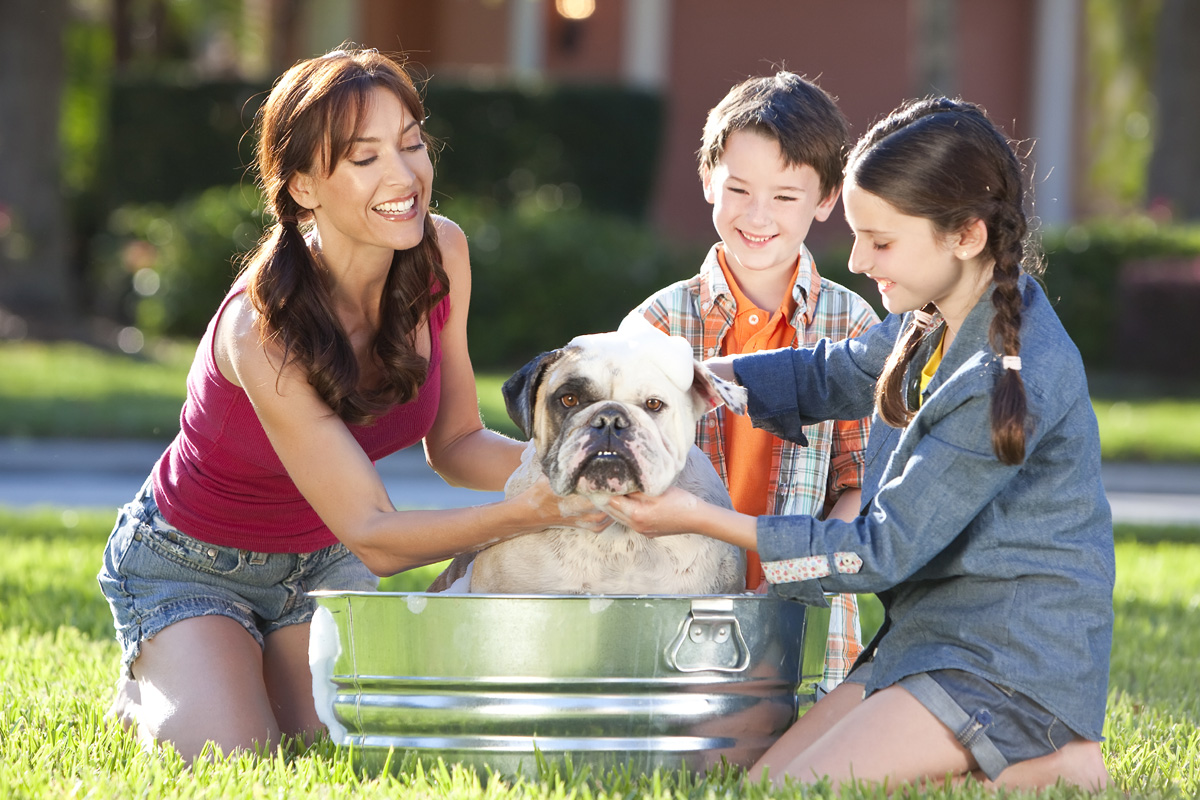 Mom and kids bathing a bulldog.