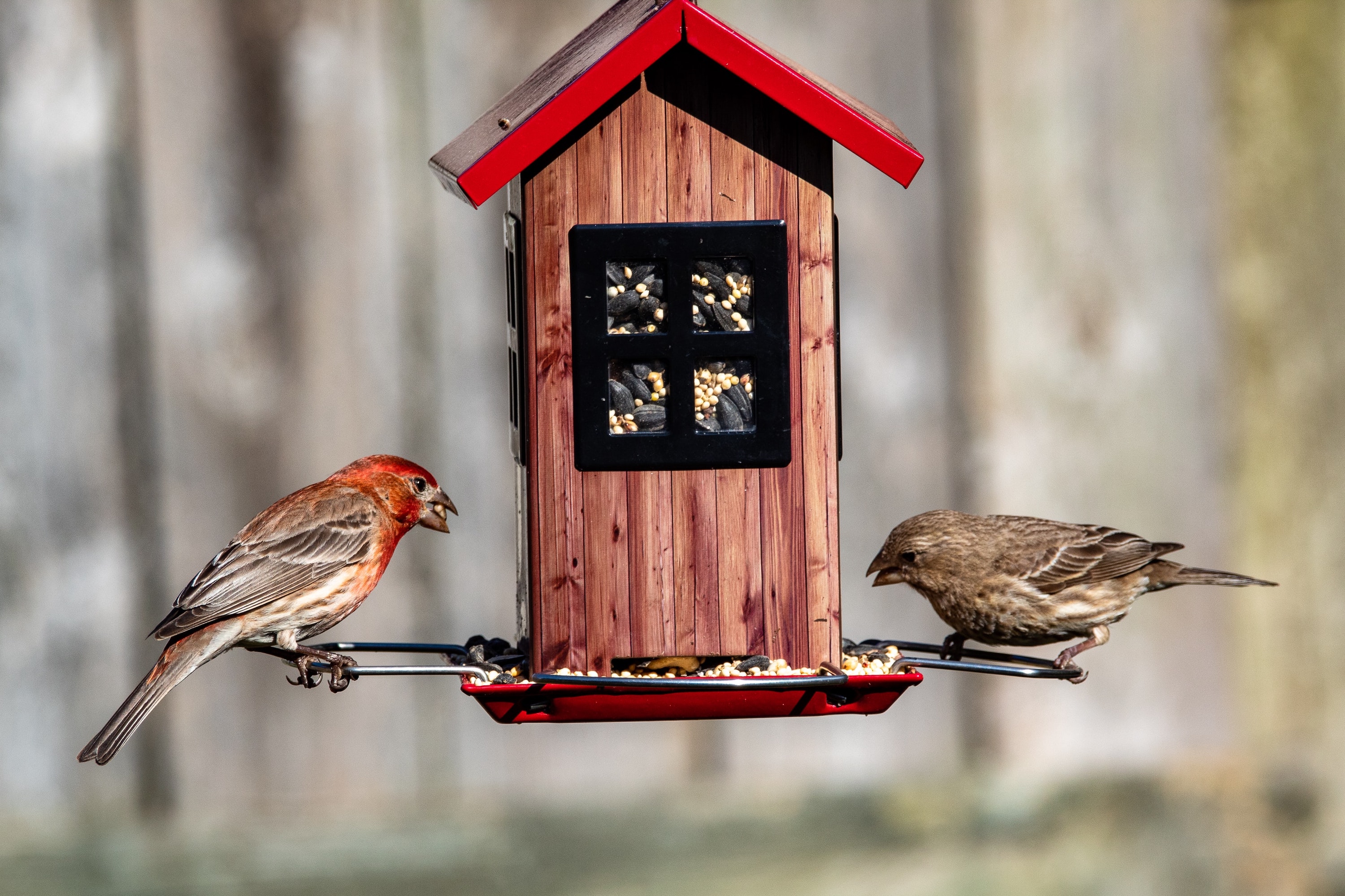 Two birds eating at a birdfeeder