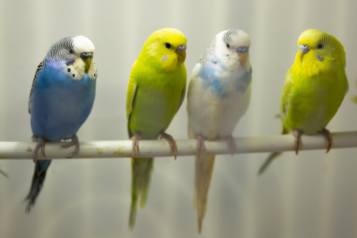 Colorful budgies perch in row