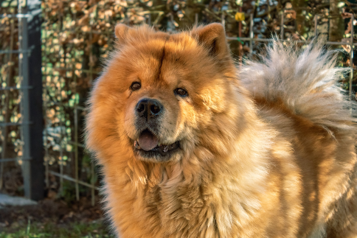 Chow chow dog.