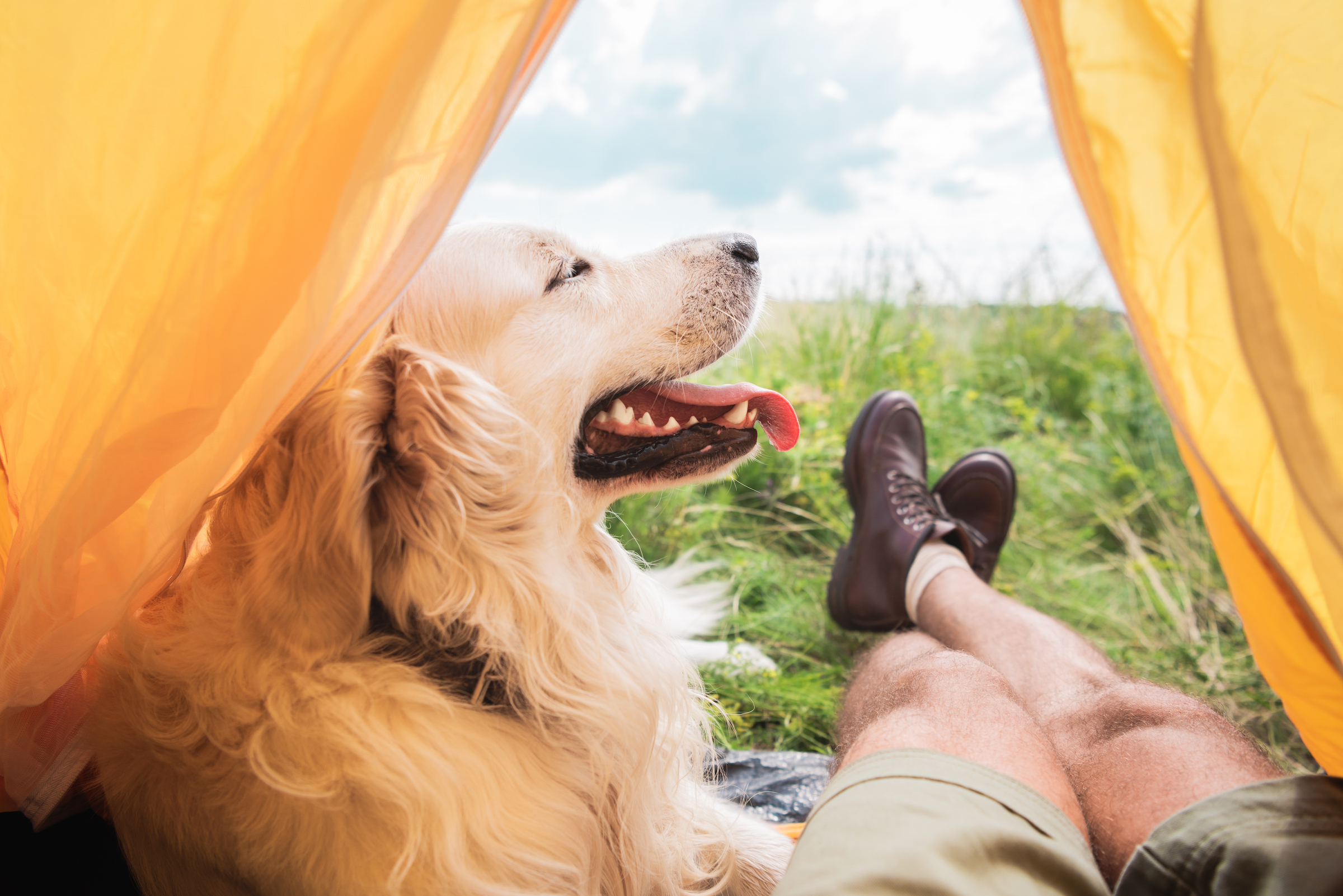 A golden retriever sits with a man in a tent while camping
