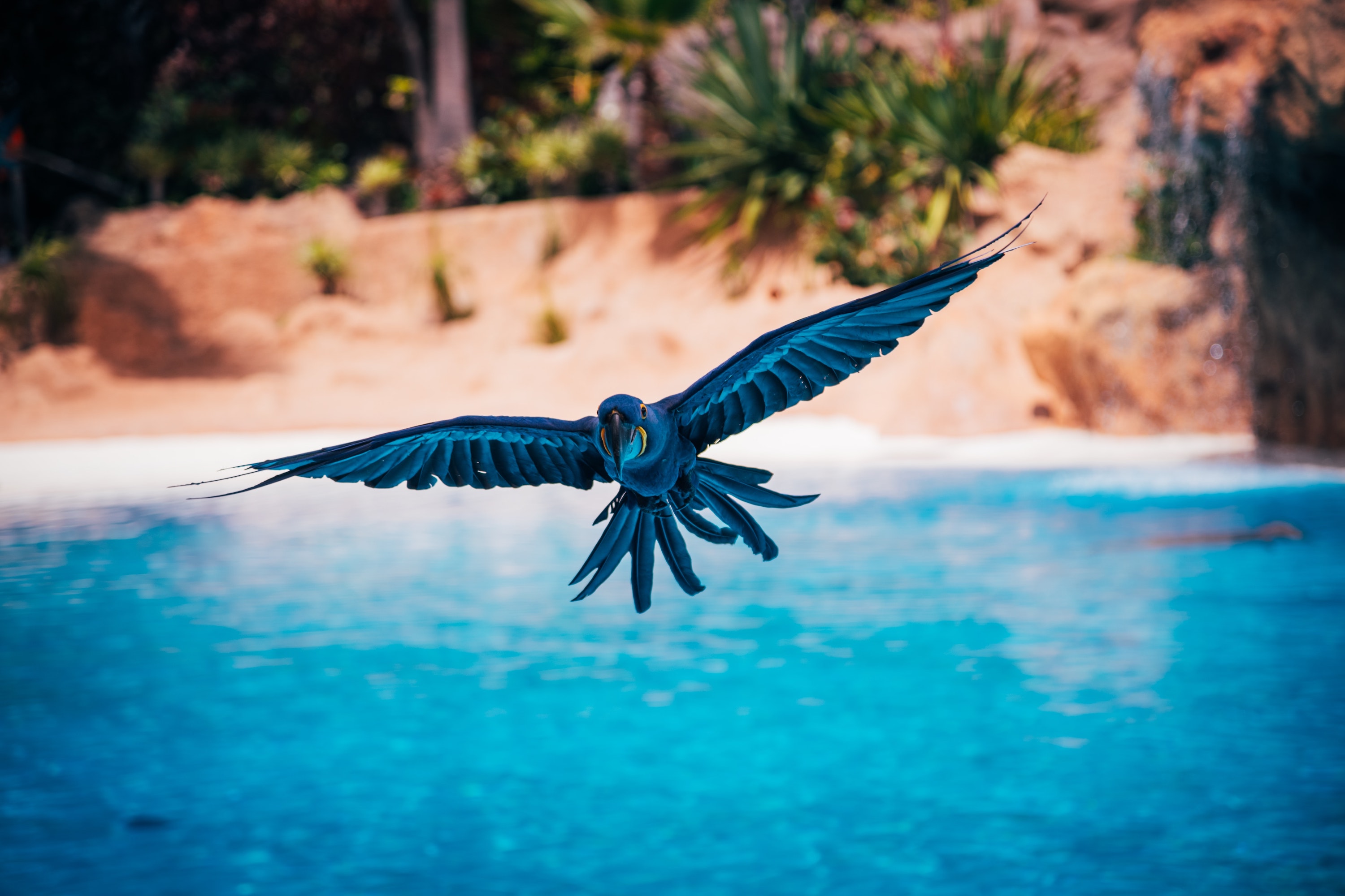 Hyacinth macaw flies over a blue pool