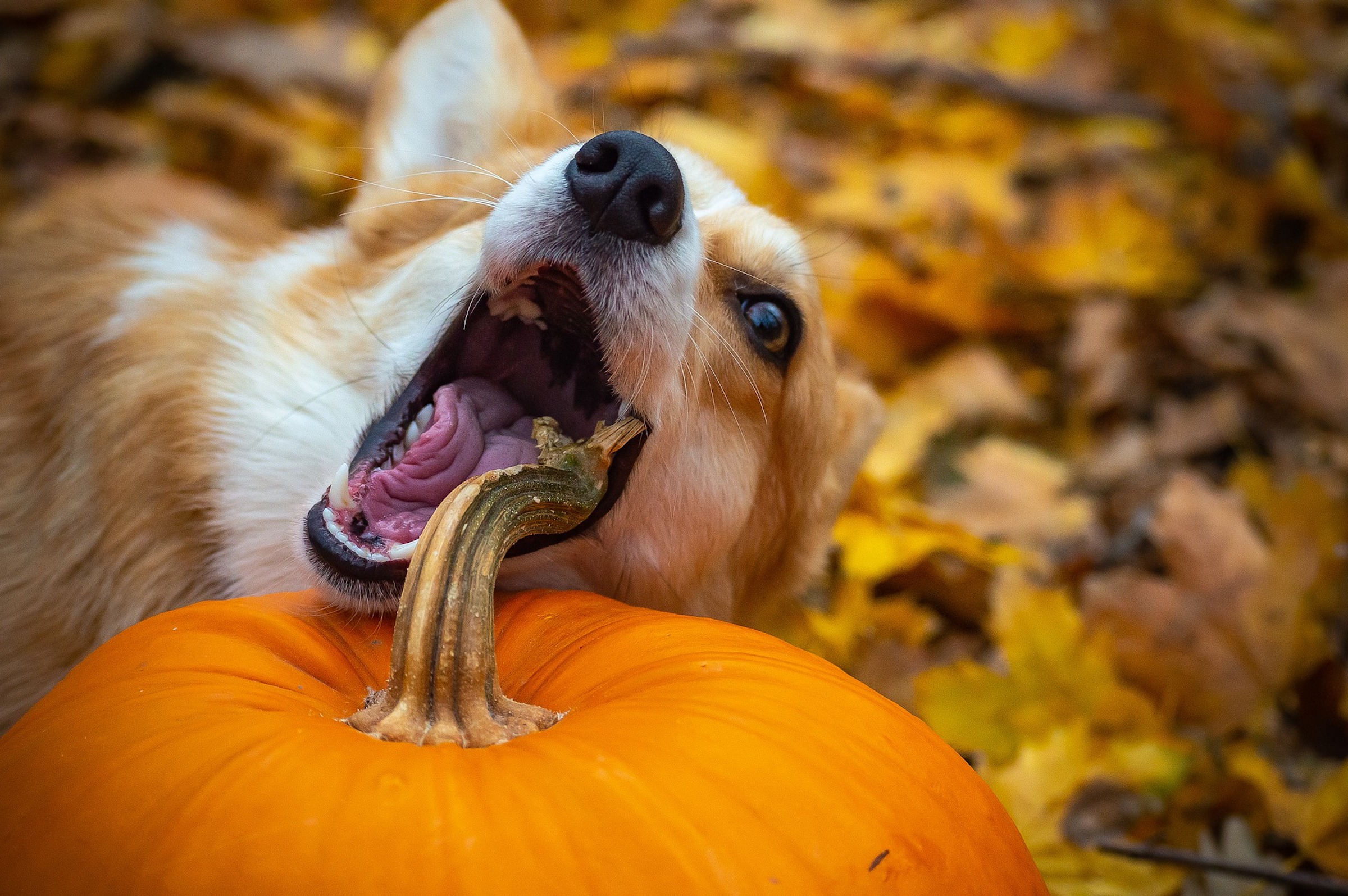 a Pembroke Welsh Corgi chews a pumpkin stem