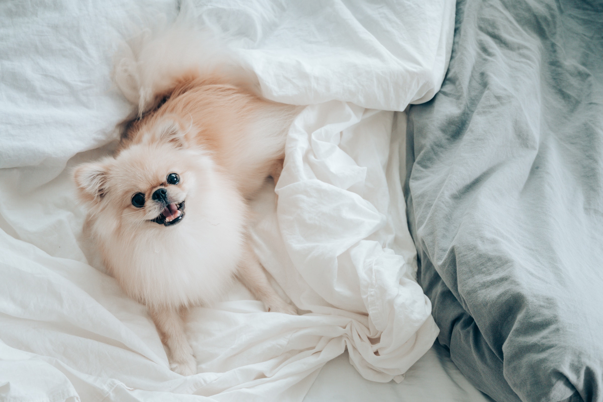 A Pomeranian sleeps on the bed