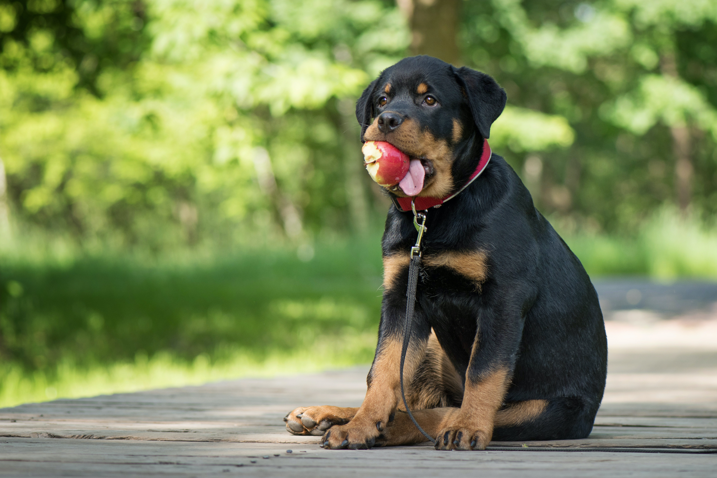 a Rottweiler puppy sits on the grass with an apple in his mouth