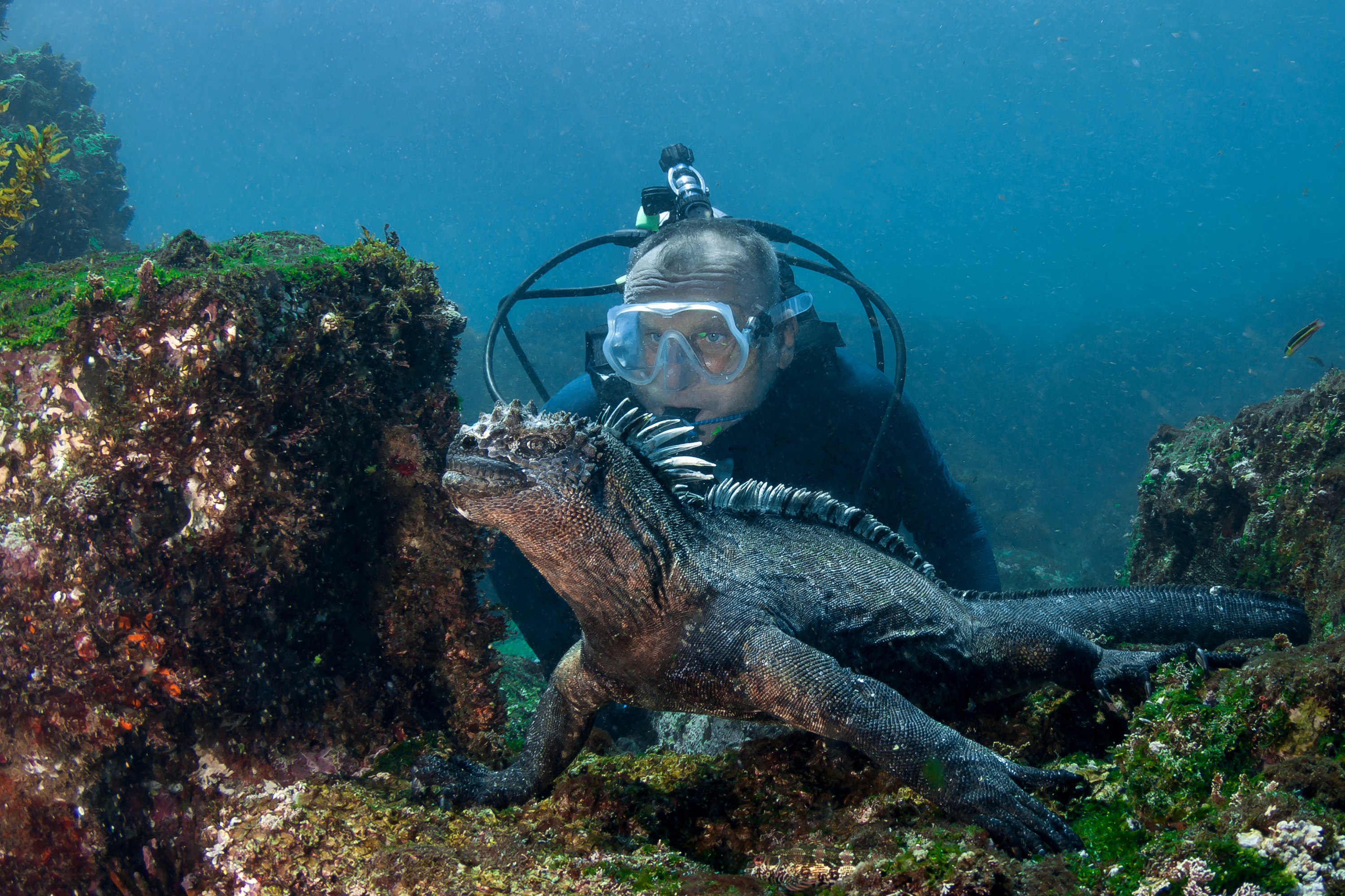 Diver looks at underwater marine iguana