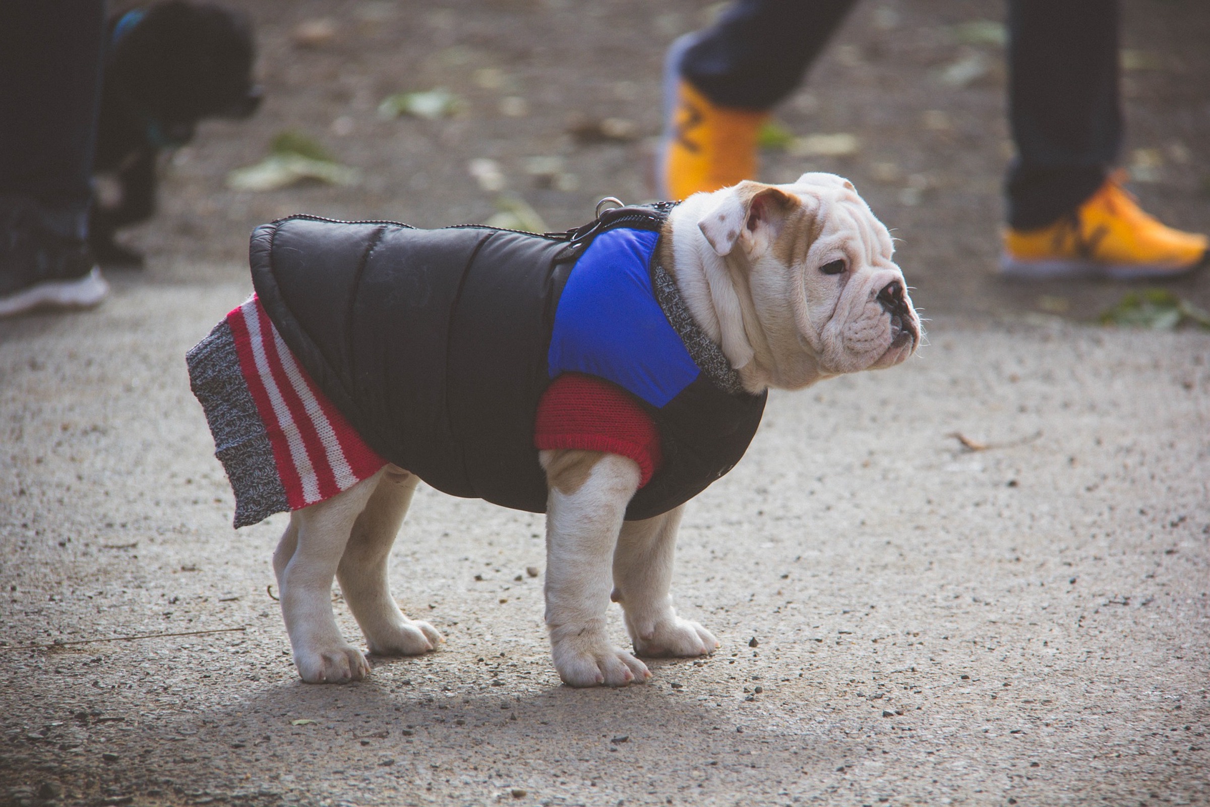 An English Bulldog Wears a Sweater and Vest
