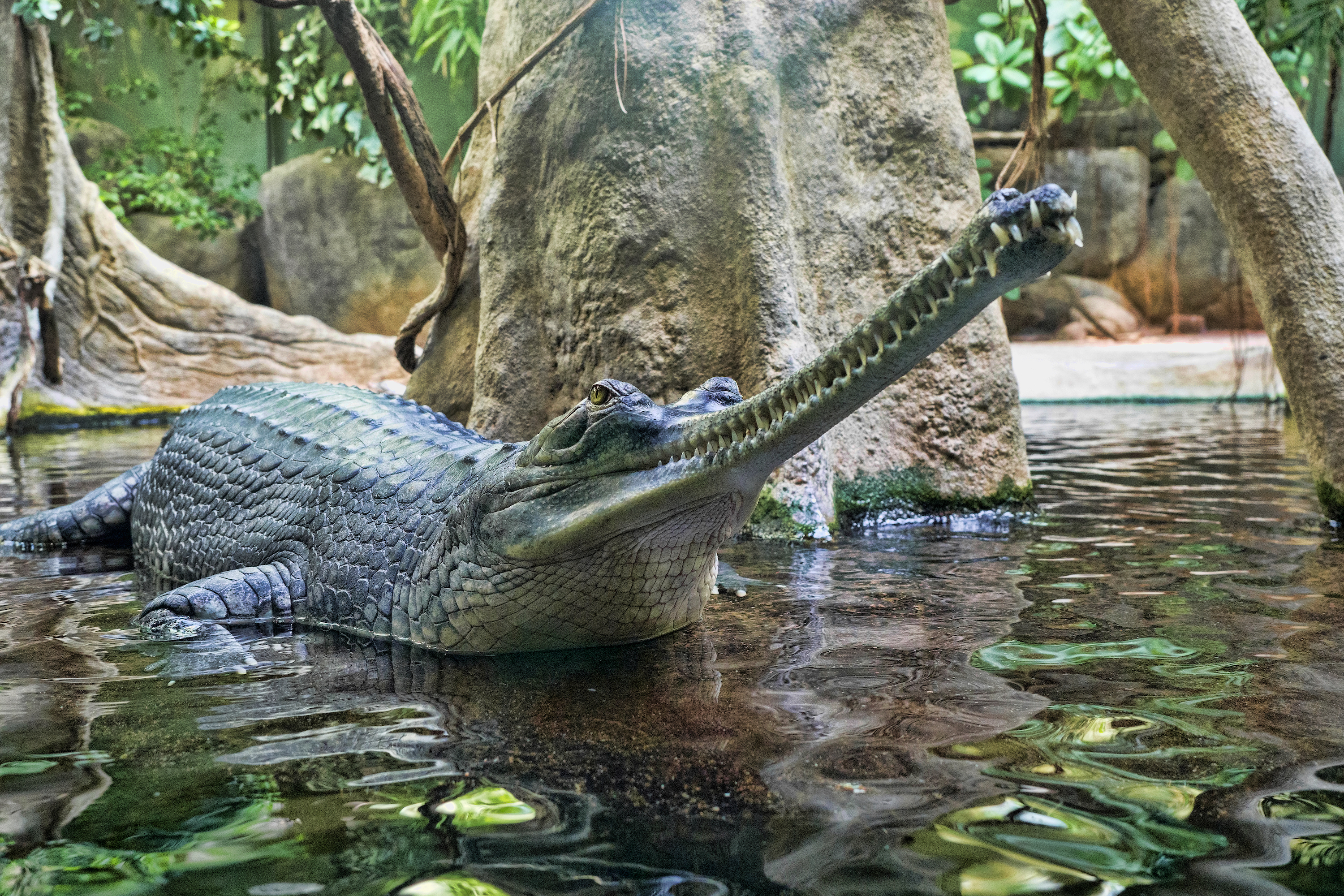 Gharial rests in the water by a tree